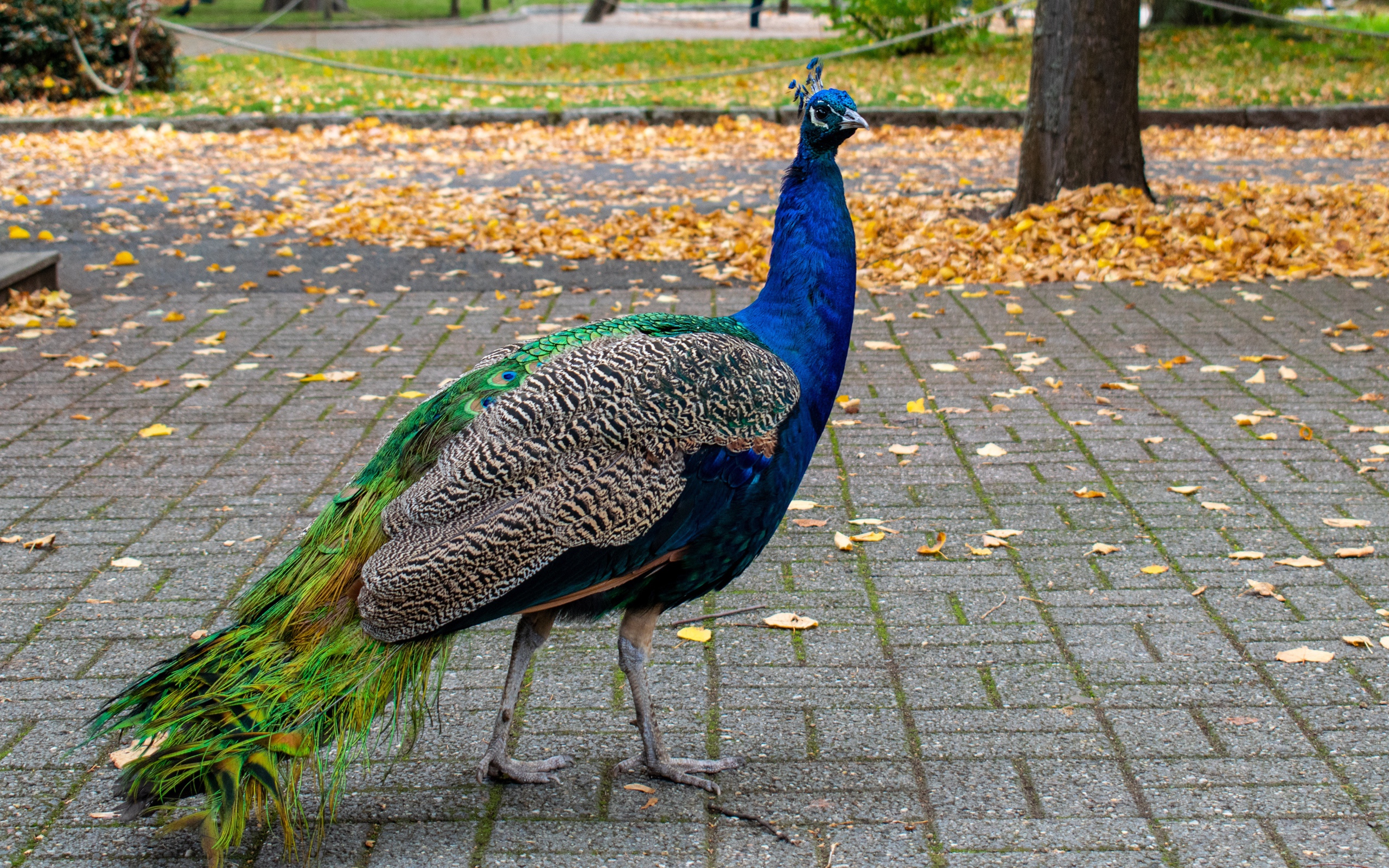 Большой красивый павлин гуляет в осеннем парке