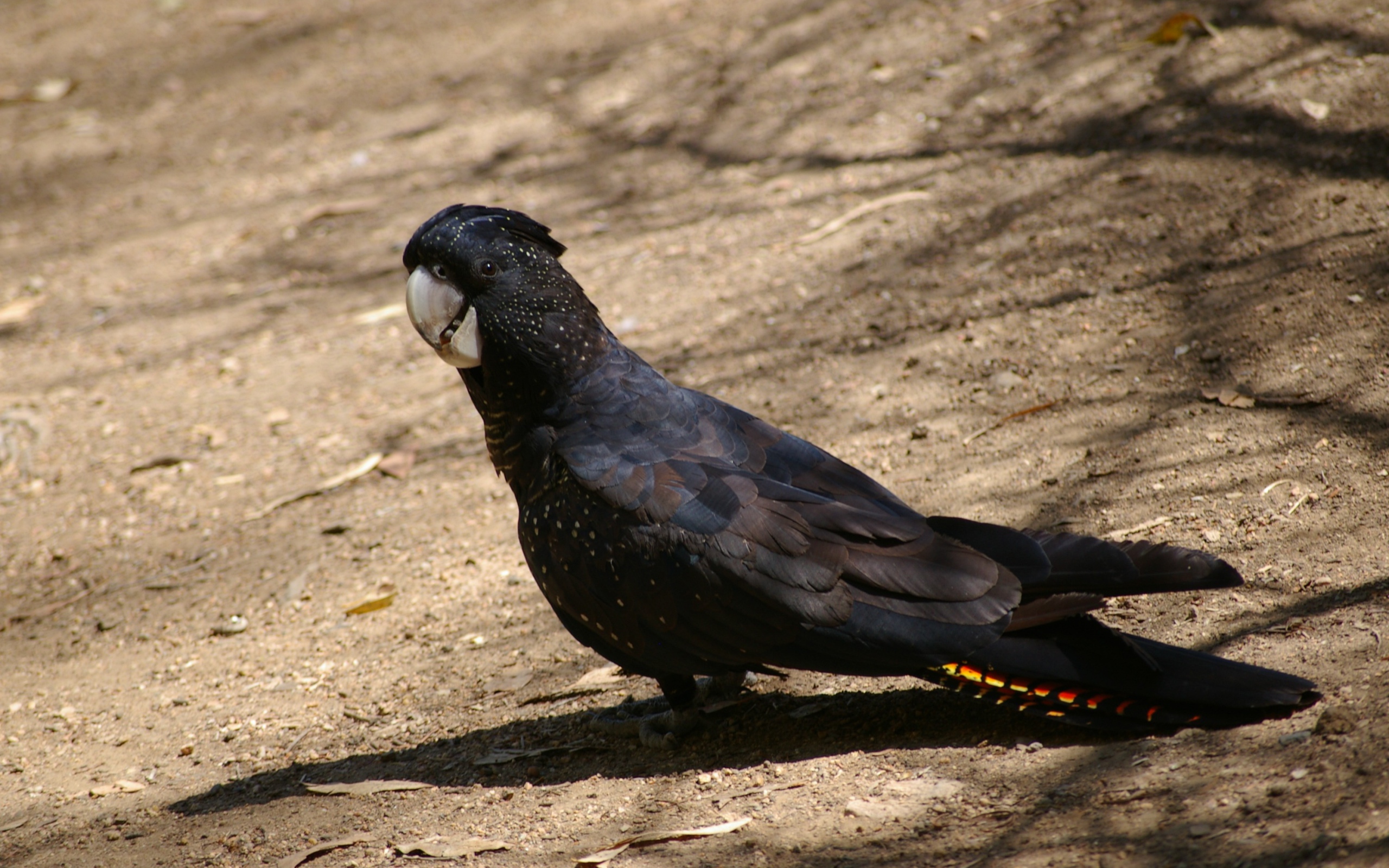 Большой черный какаду стоит на земле 