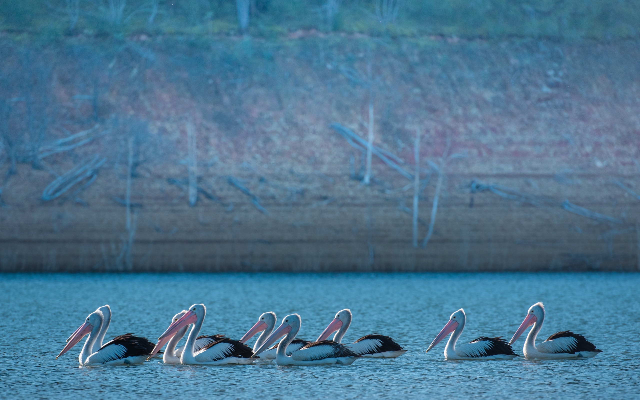 Большие пеликаны в воде 