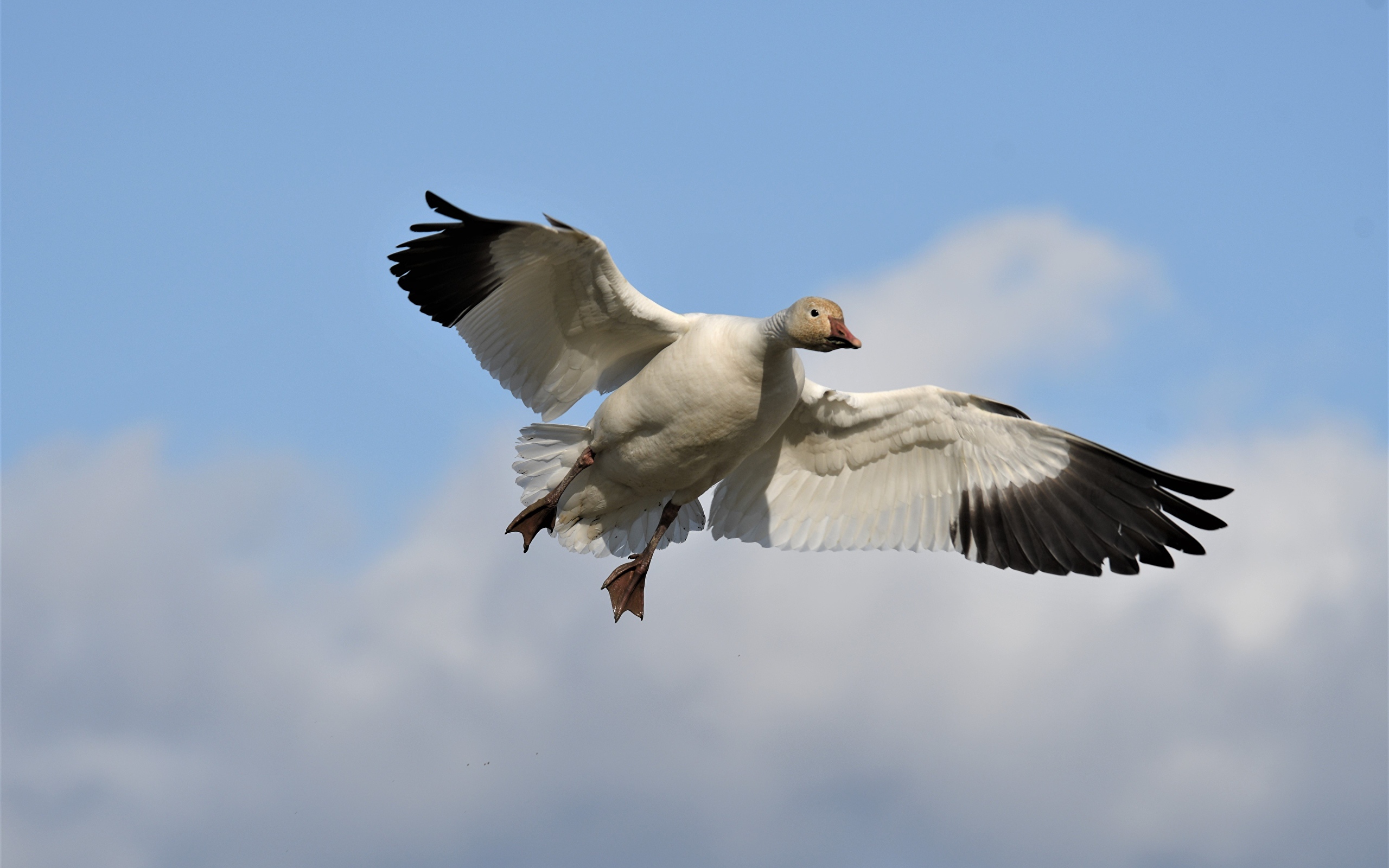 Большой белый гусь летит в небе 