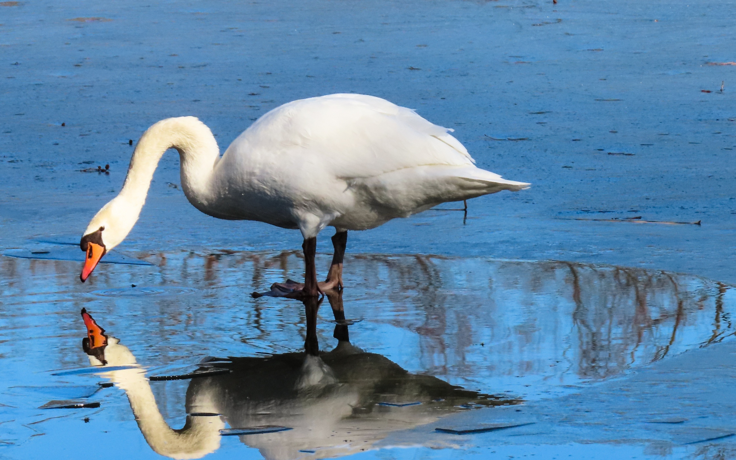 Большой белый лебедь в луже 