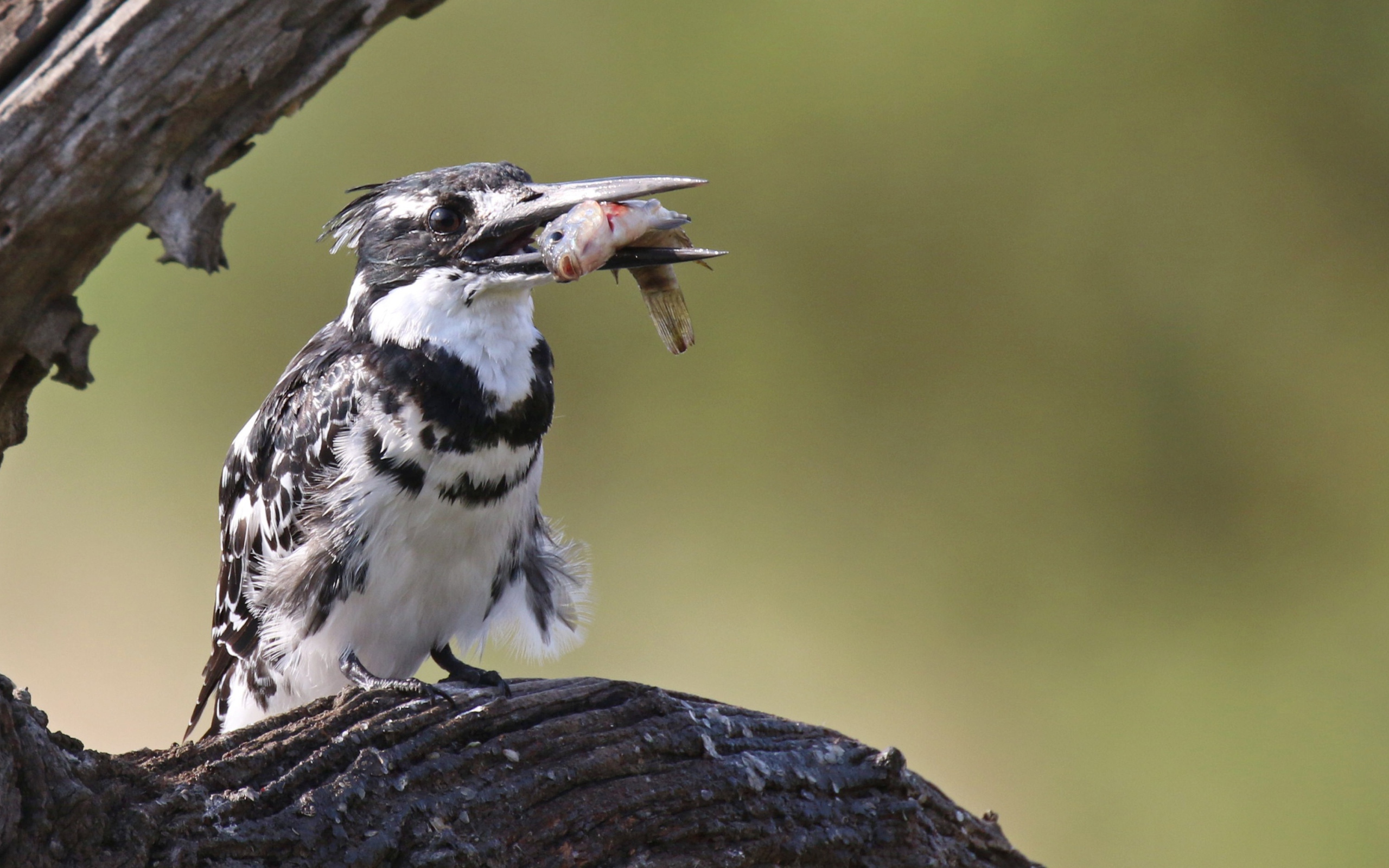 Птица пестрый зимородок с рыбой в клюве 