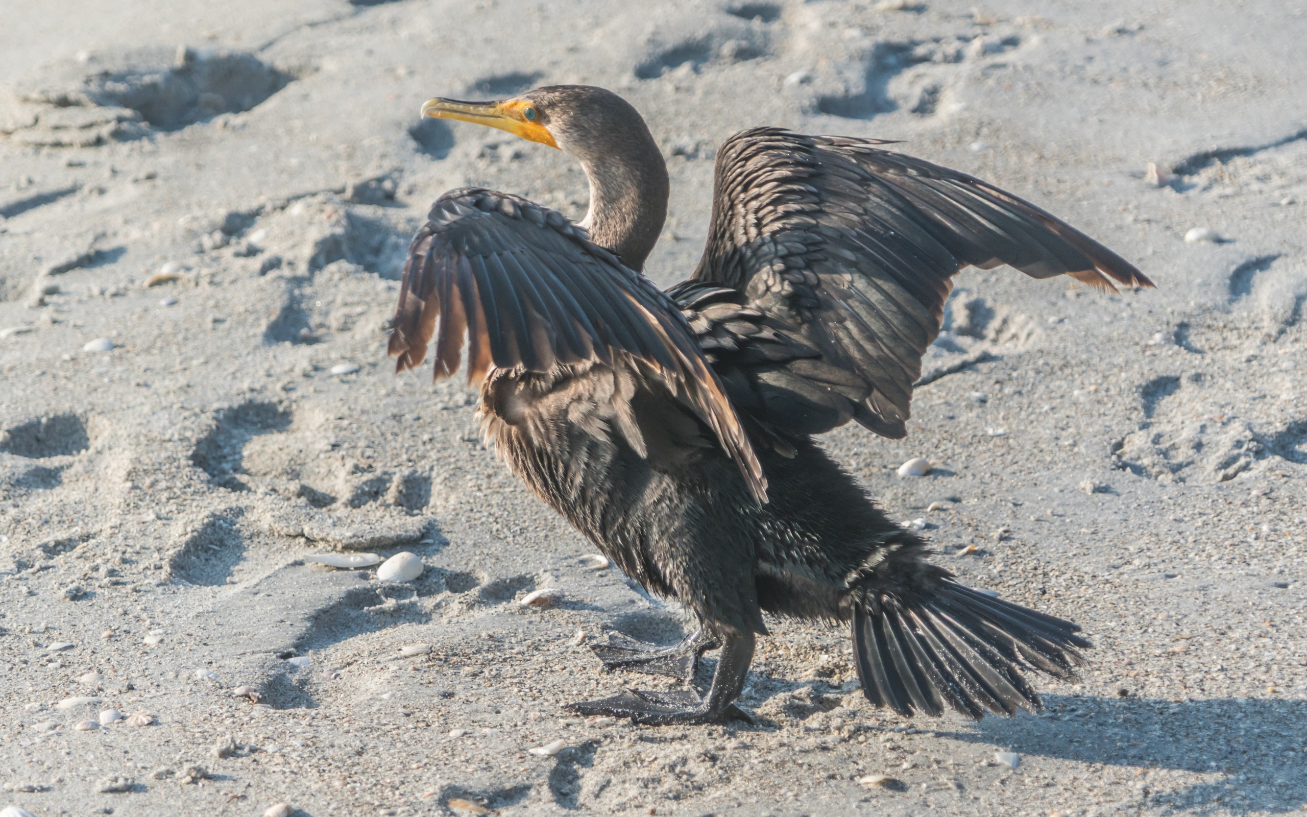 Черный баклан на мокром песке 