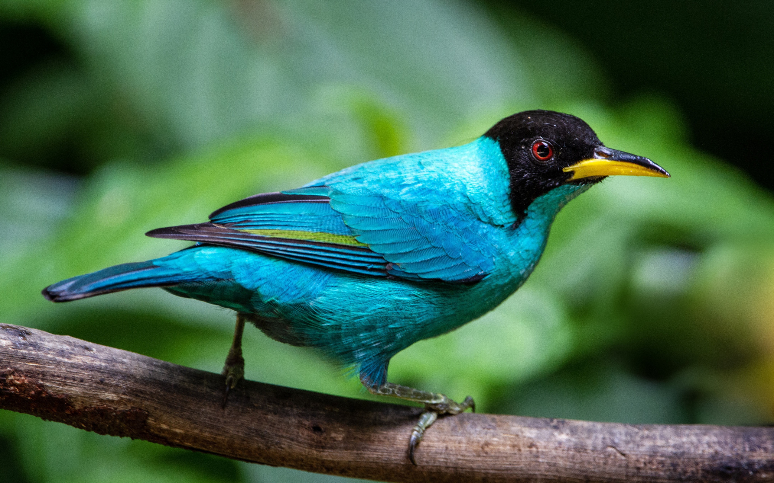 Голубой зеленый медонос сидит на ветке 