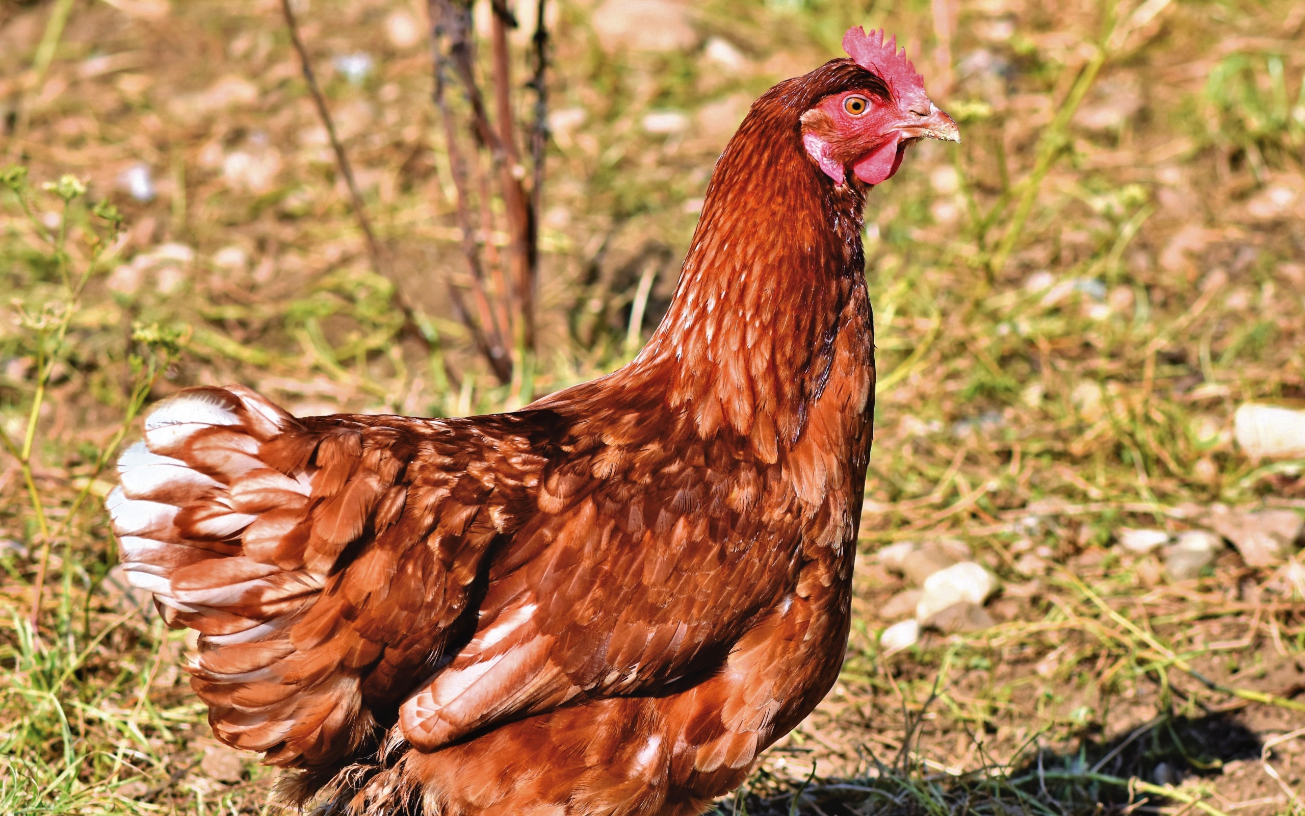 Коричневая домашняя курица на улице 
