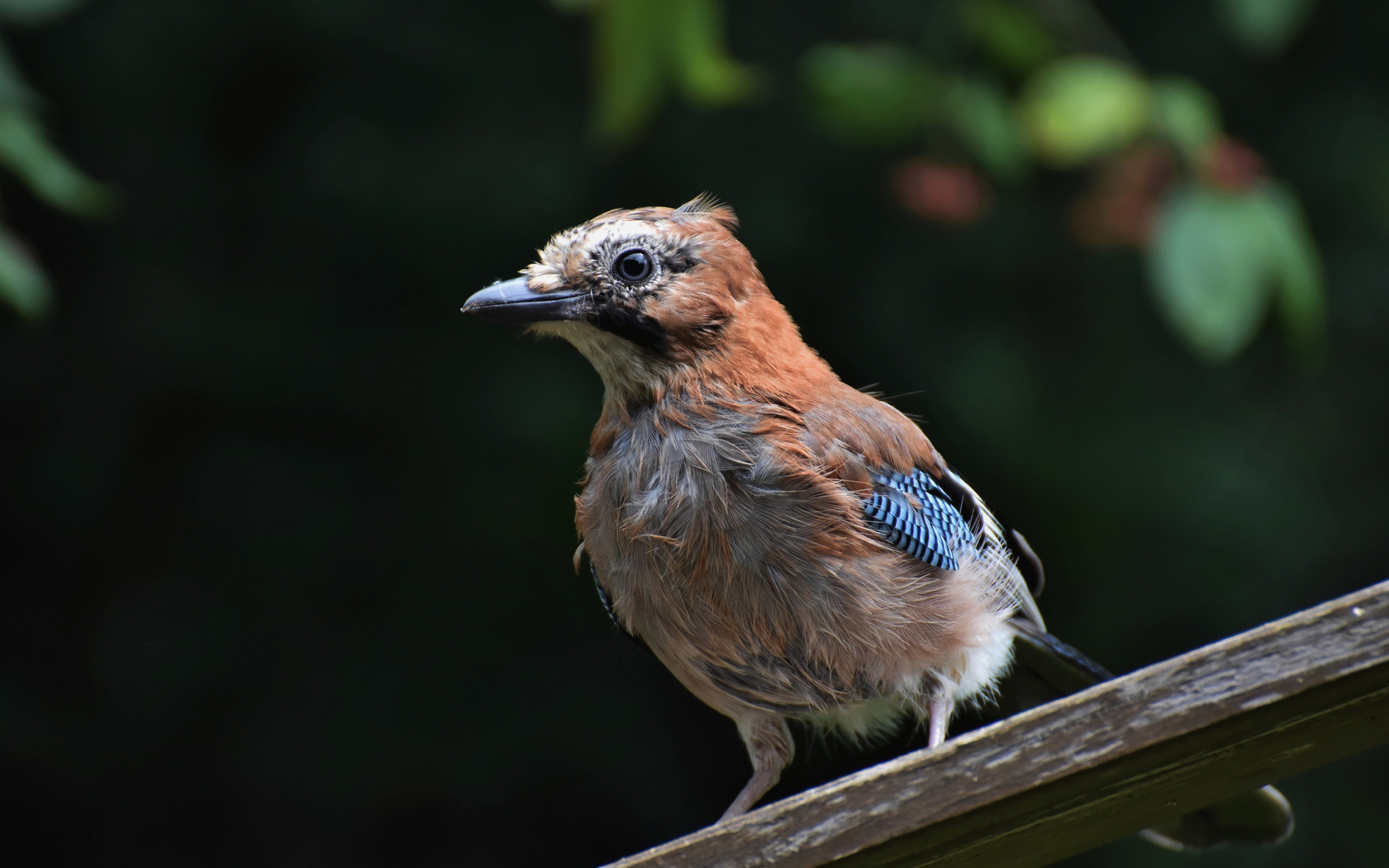 Коричневая сойка сидит на деревянной доске