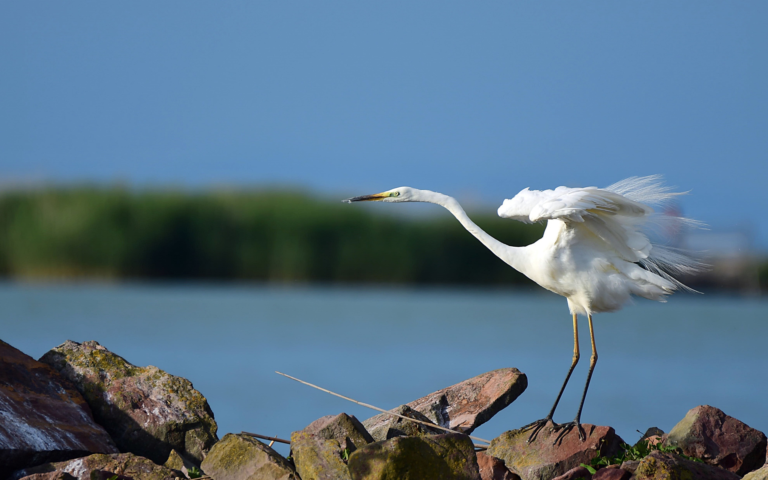 Белая цапля стоит на камне у воды 