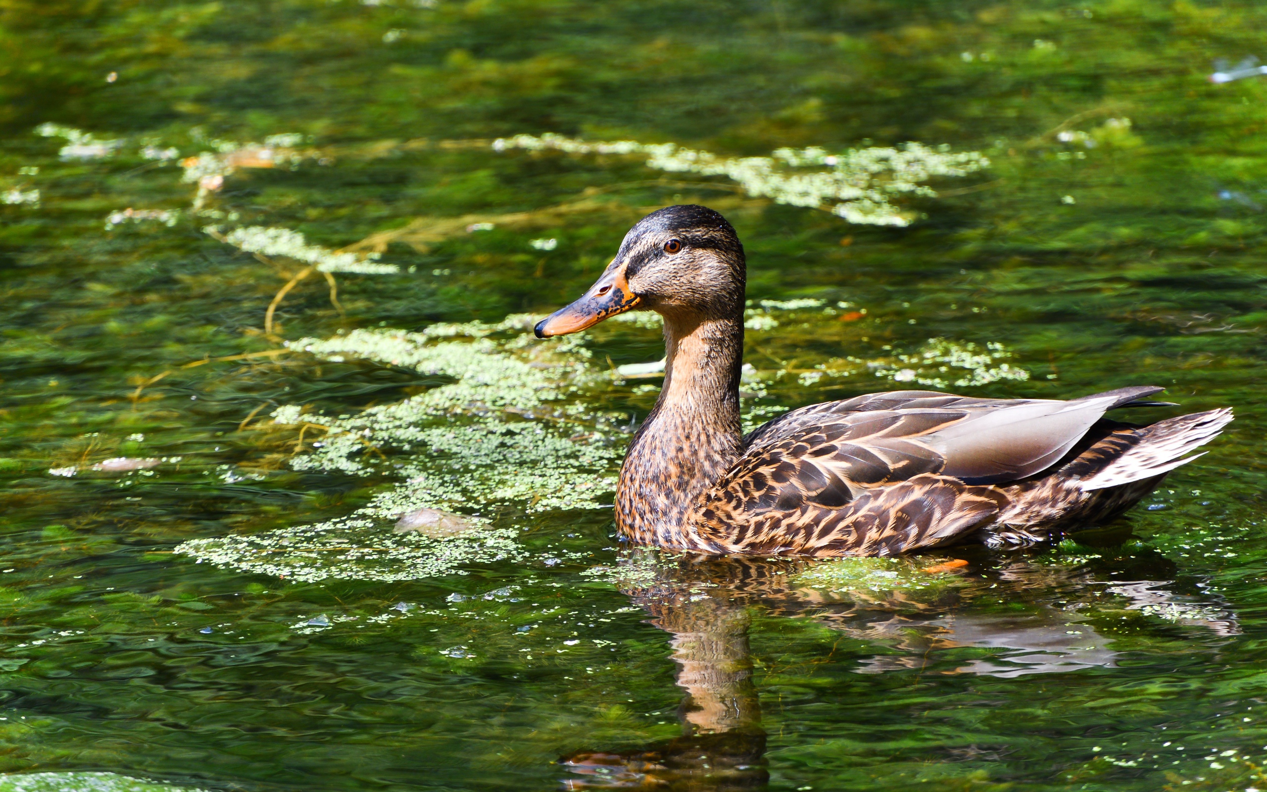 Серая утка плавает в озере 