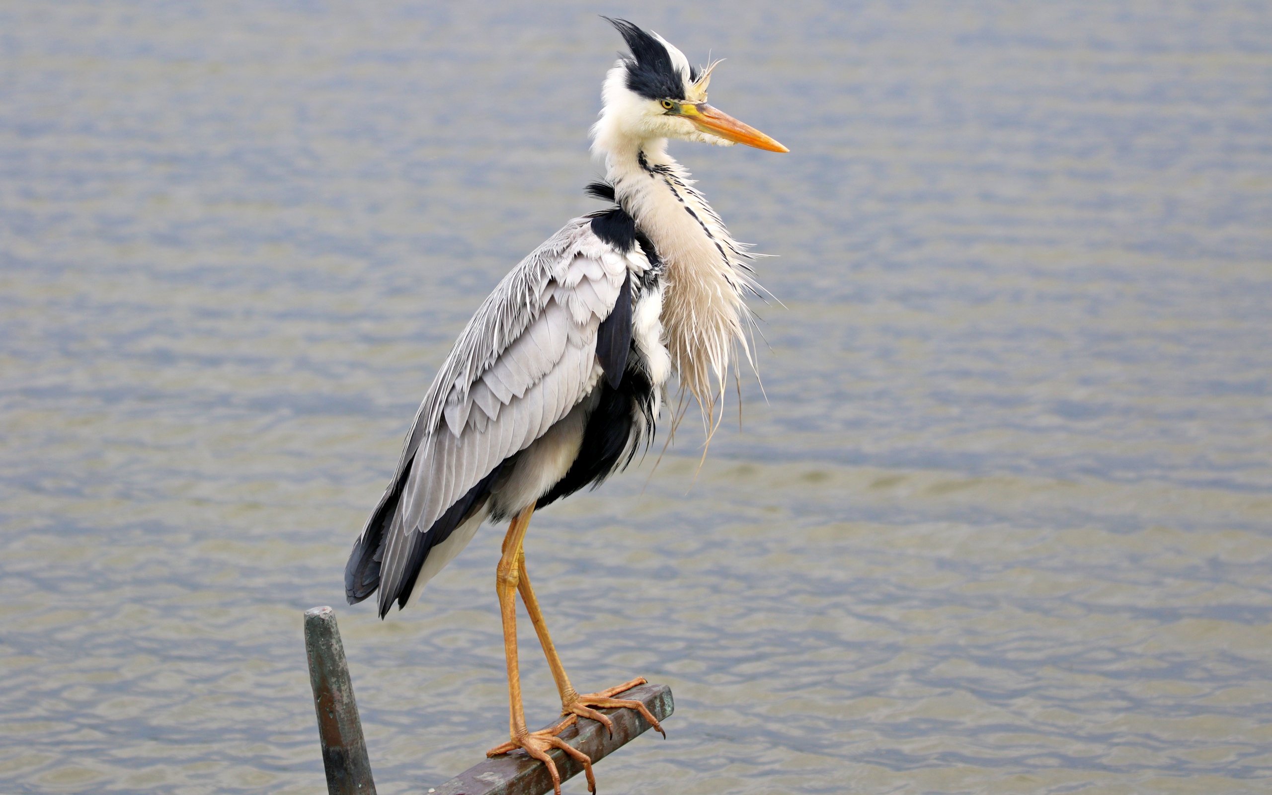 Серая цапля стоит на поручне на фоне воды