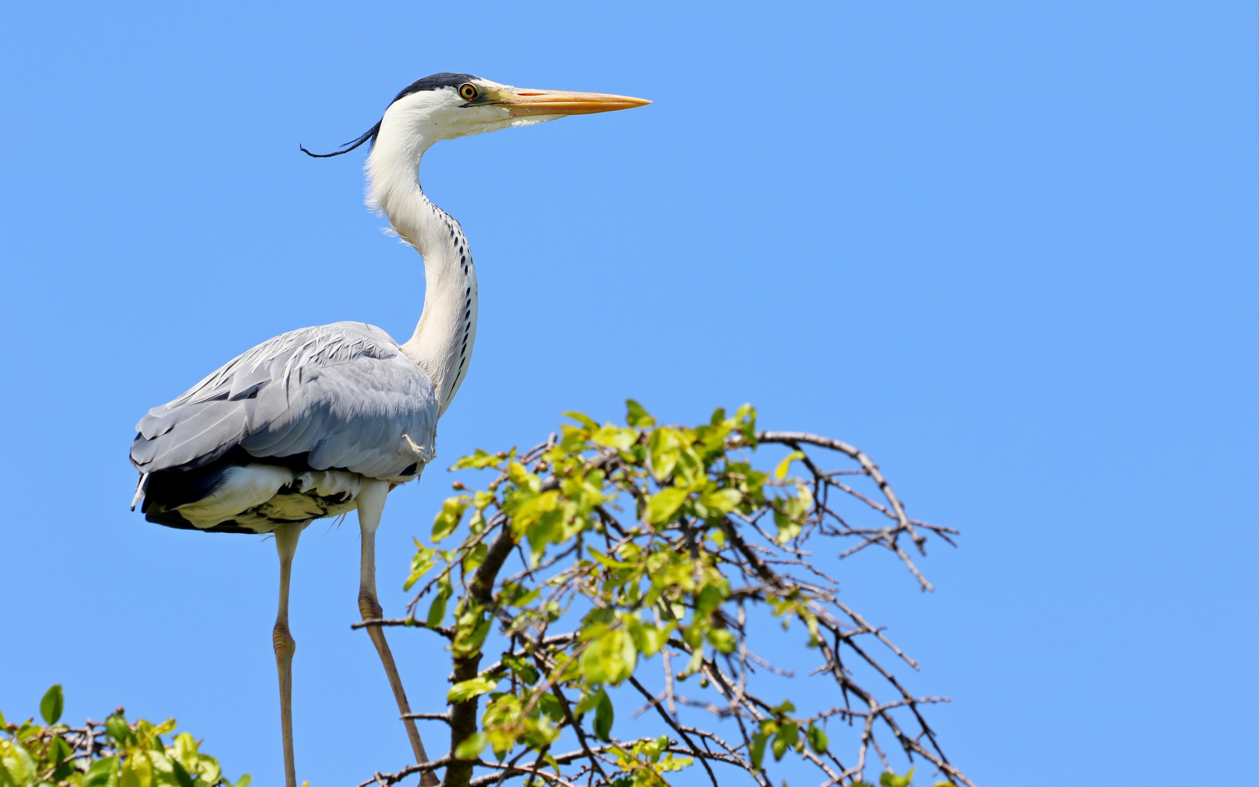 Большая цапля стоит на дереве на фоне голубого неба 