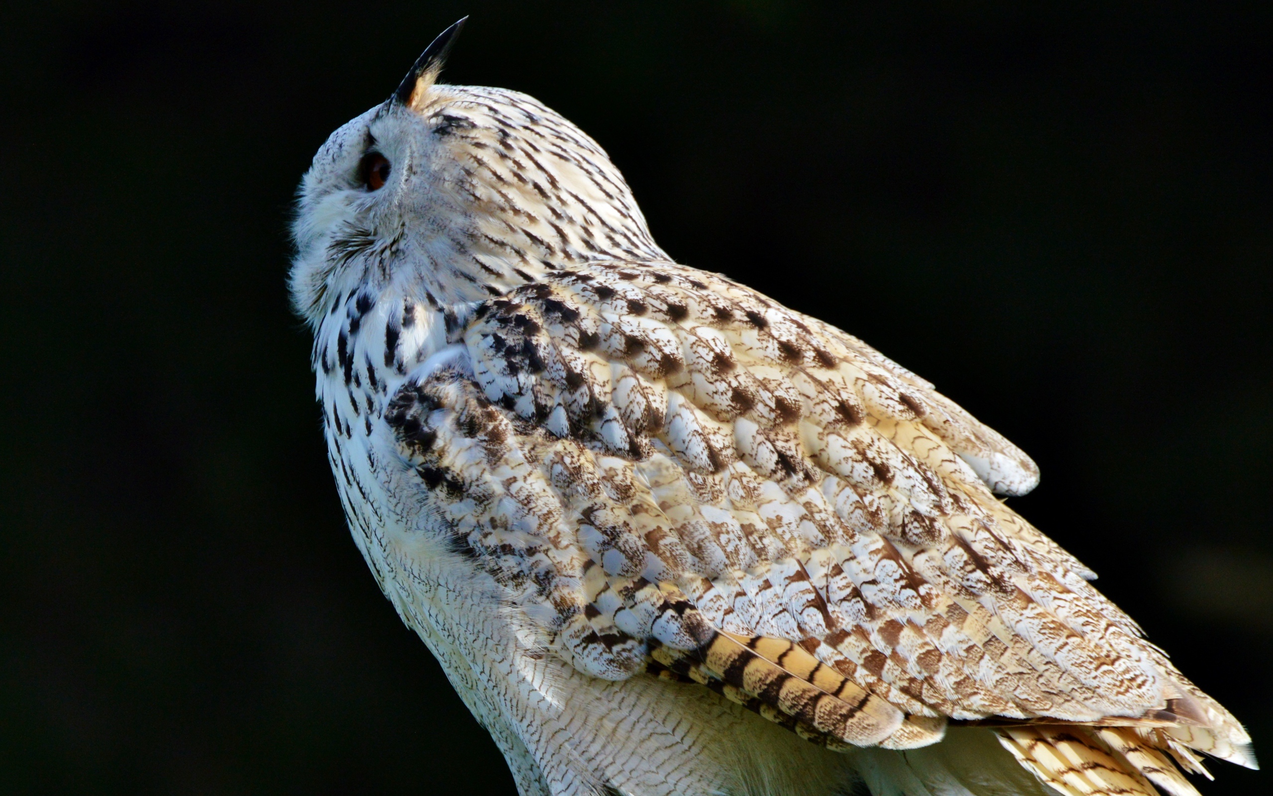 Большая белая сибирская сова на черном фоне