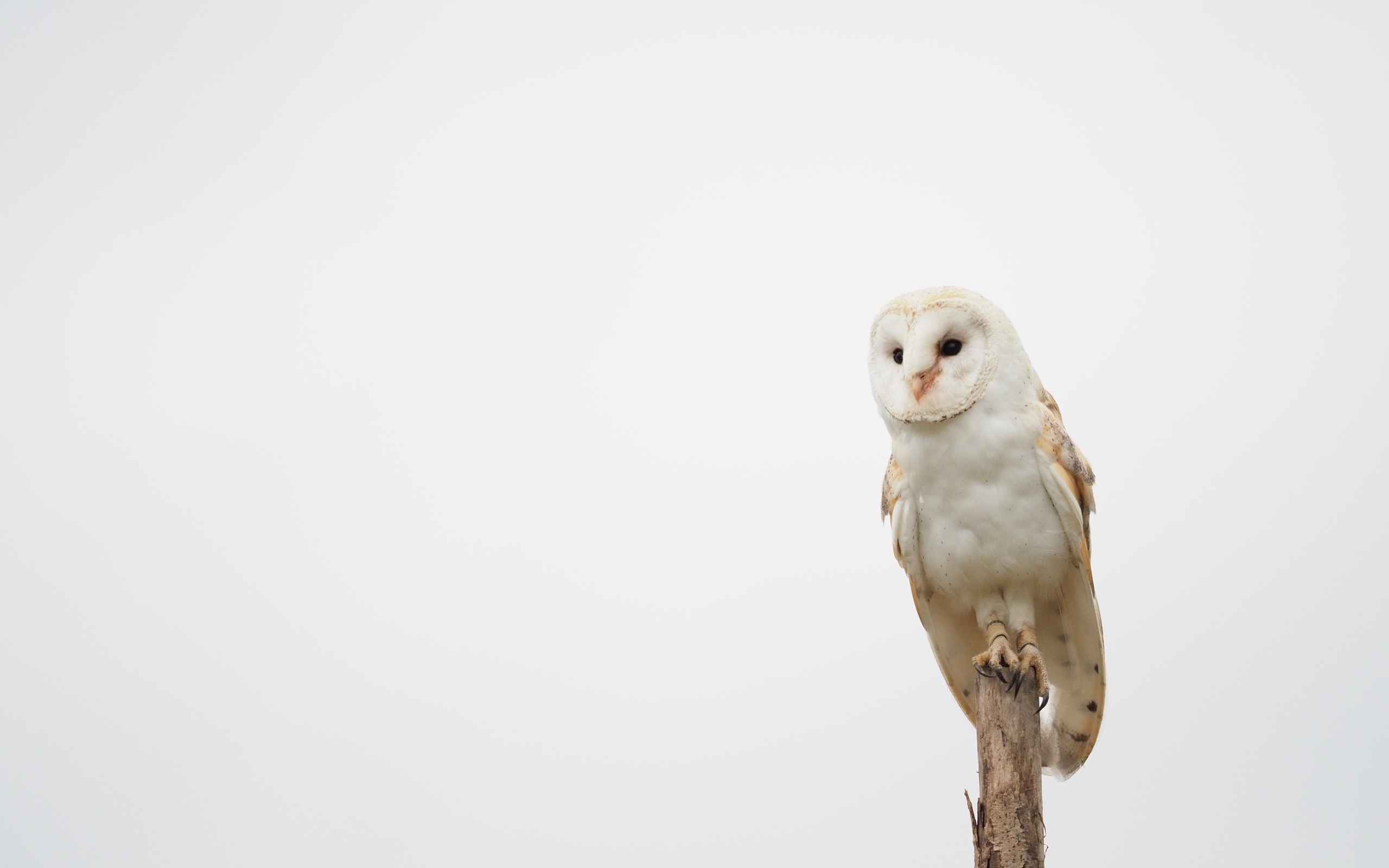 Большая сова сидит на ветке на сером фоне 