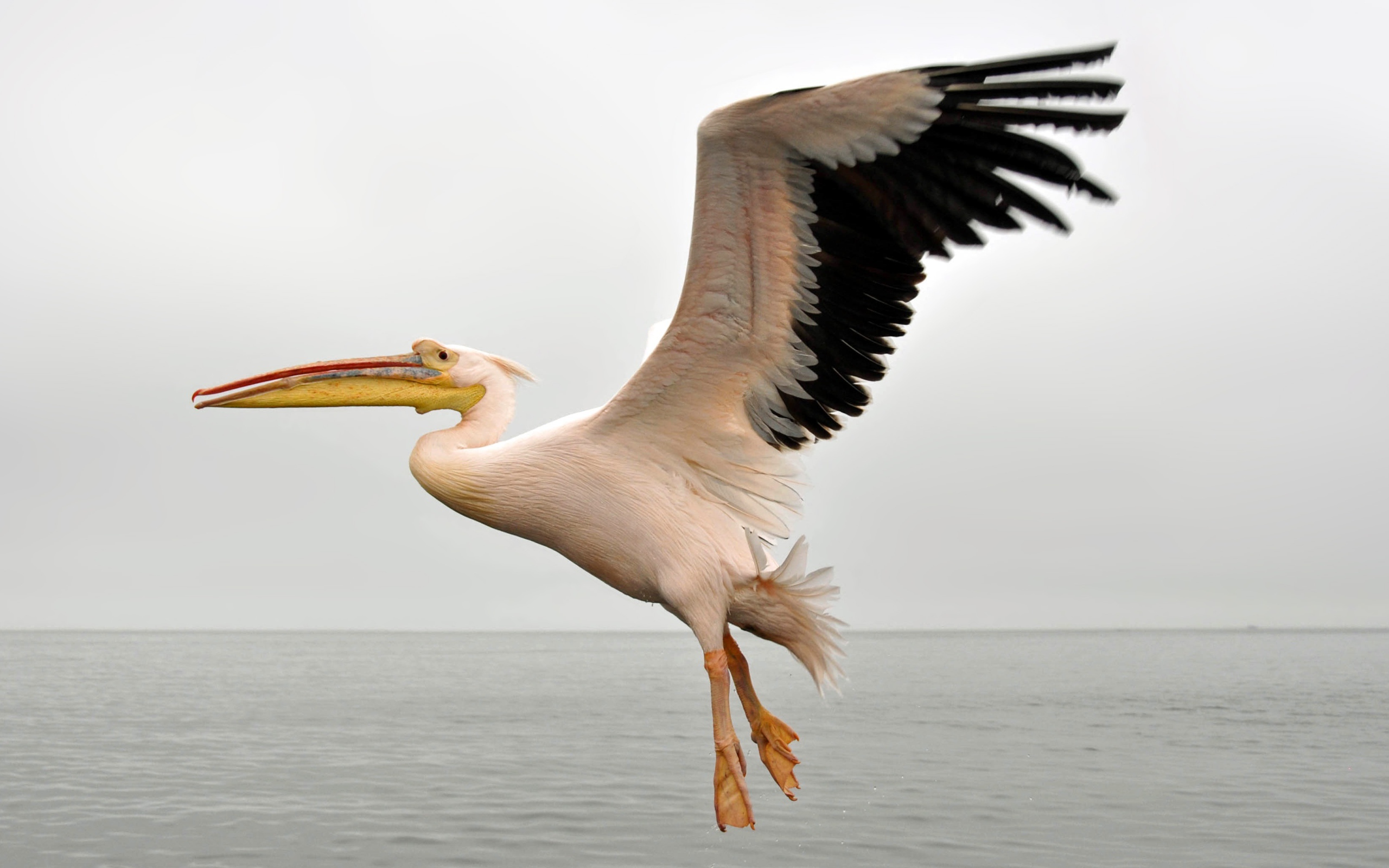 Большой пеликан с черными крыльями над водой 