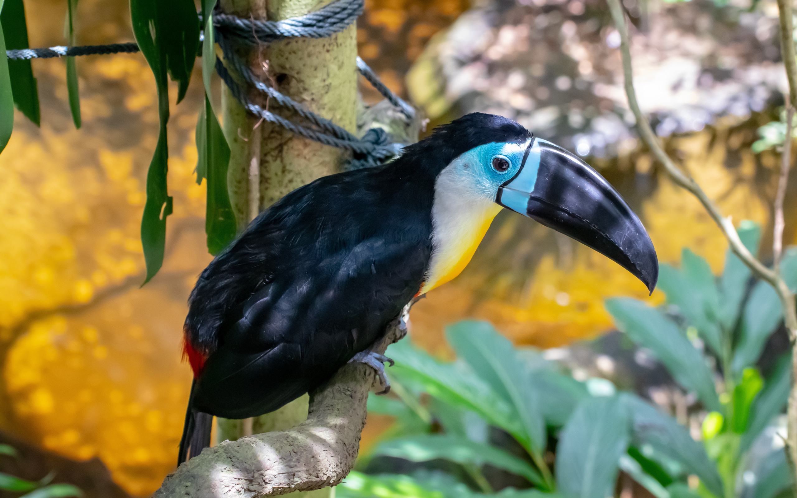 Большой тукан с острым черным клювом на ветке 