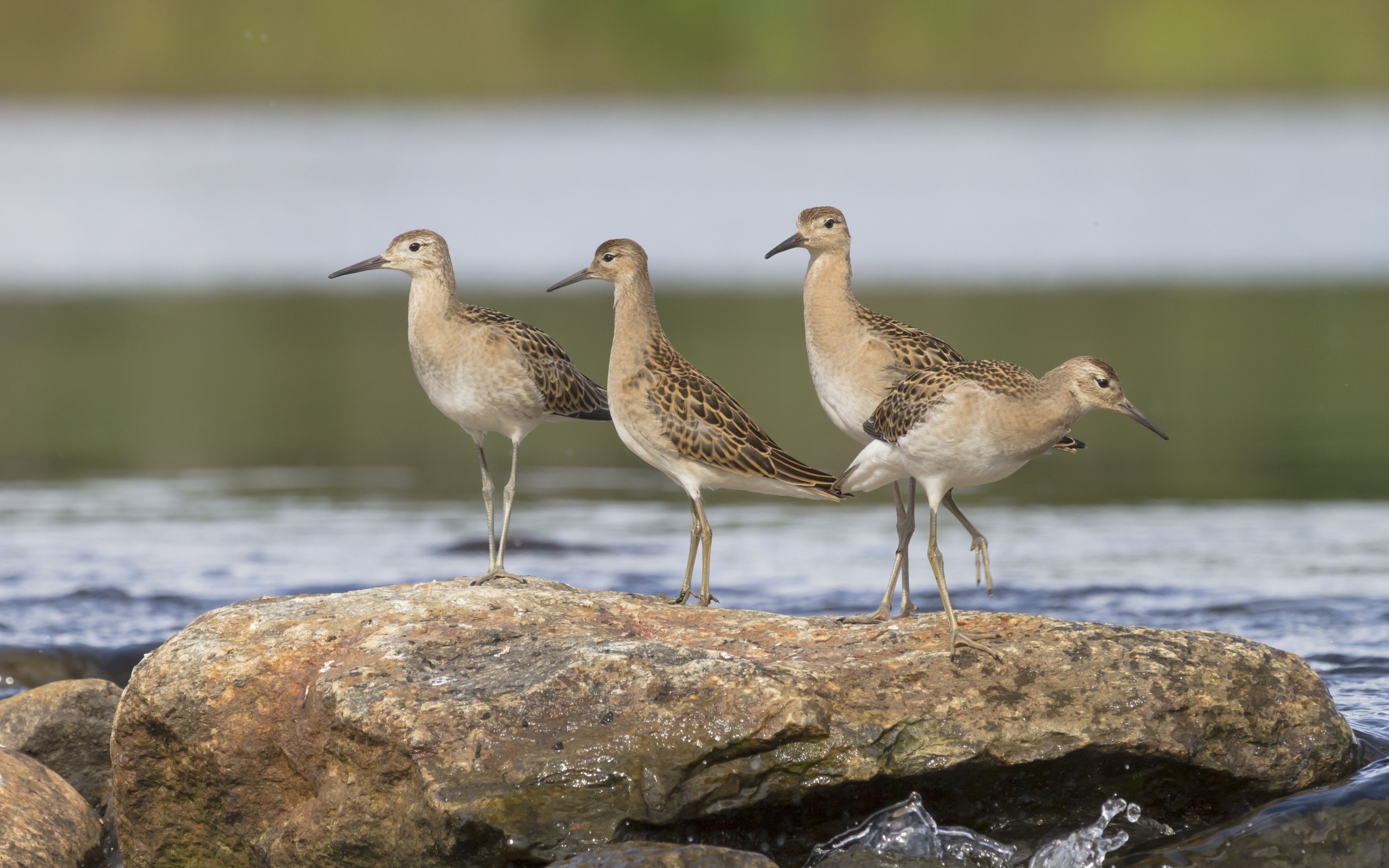 Маленькие птички фифи на камне у воды 
