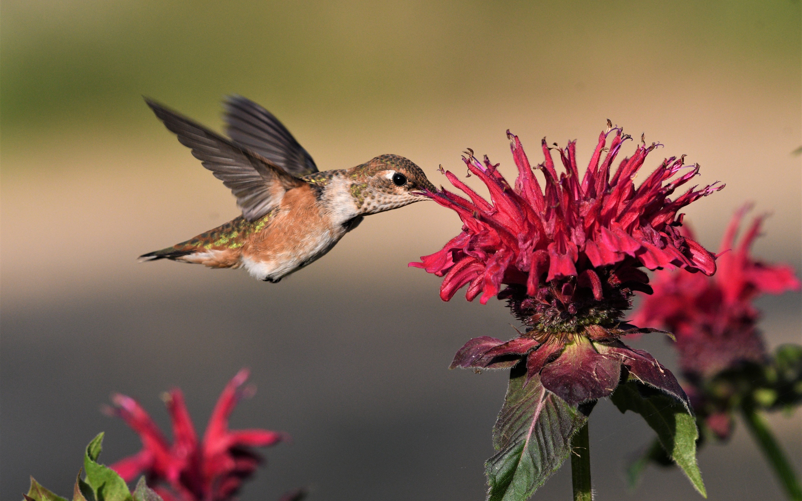 Маленькая птичка колибри над красным цветком