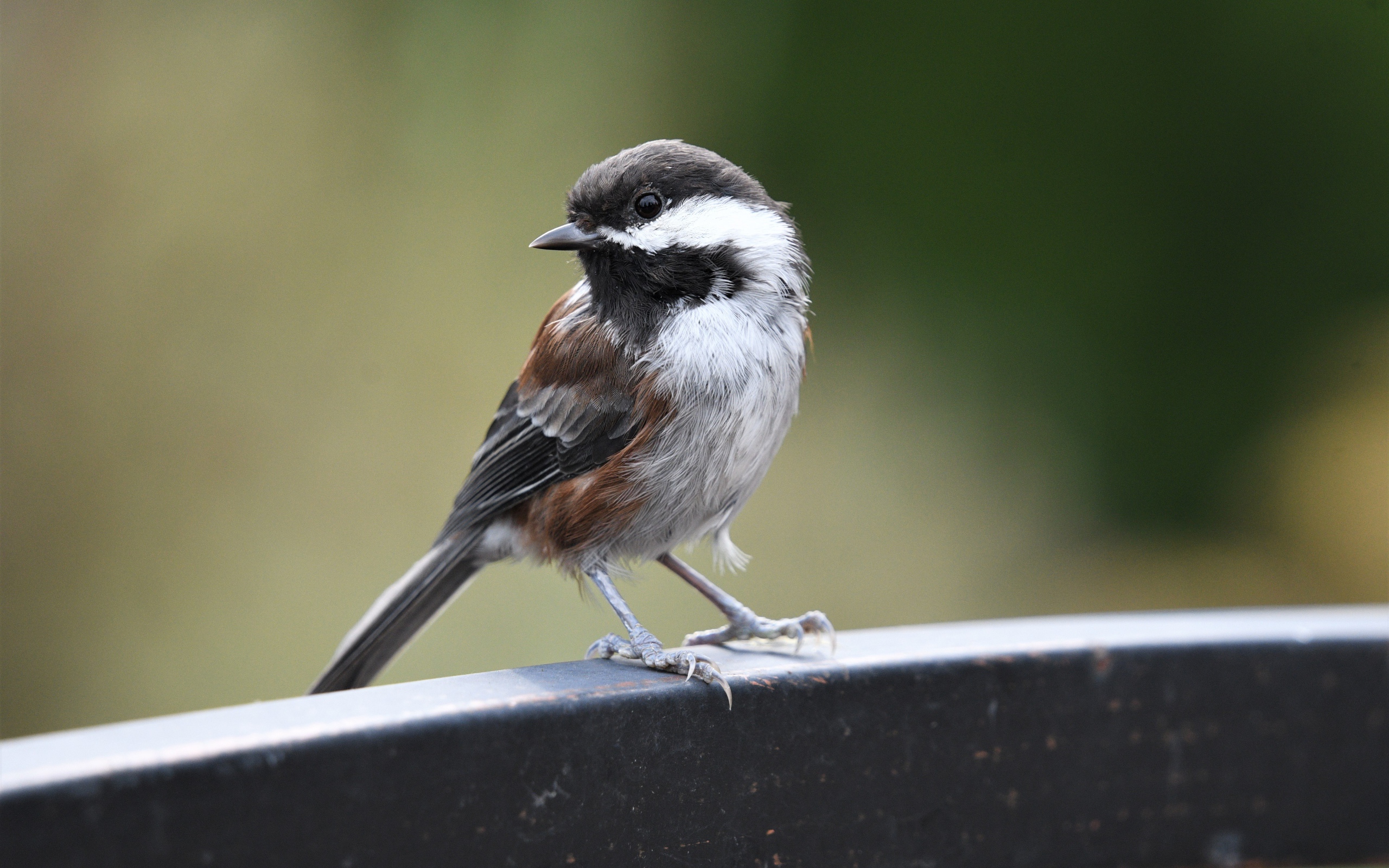 Маленький воробей сидит на перилах 