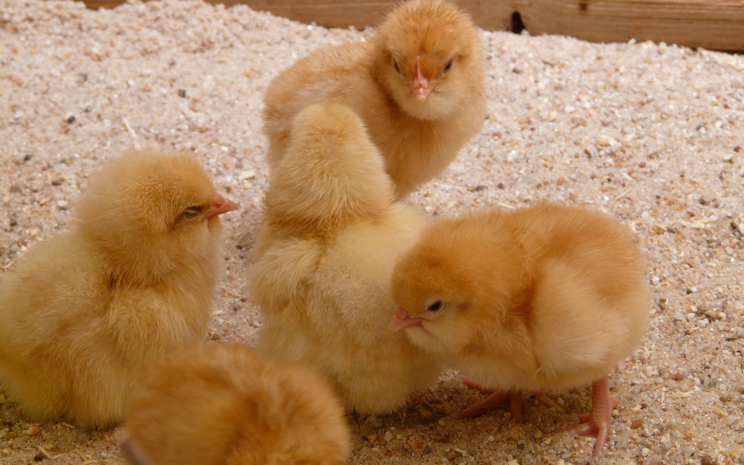 Little yellow hen chicks