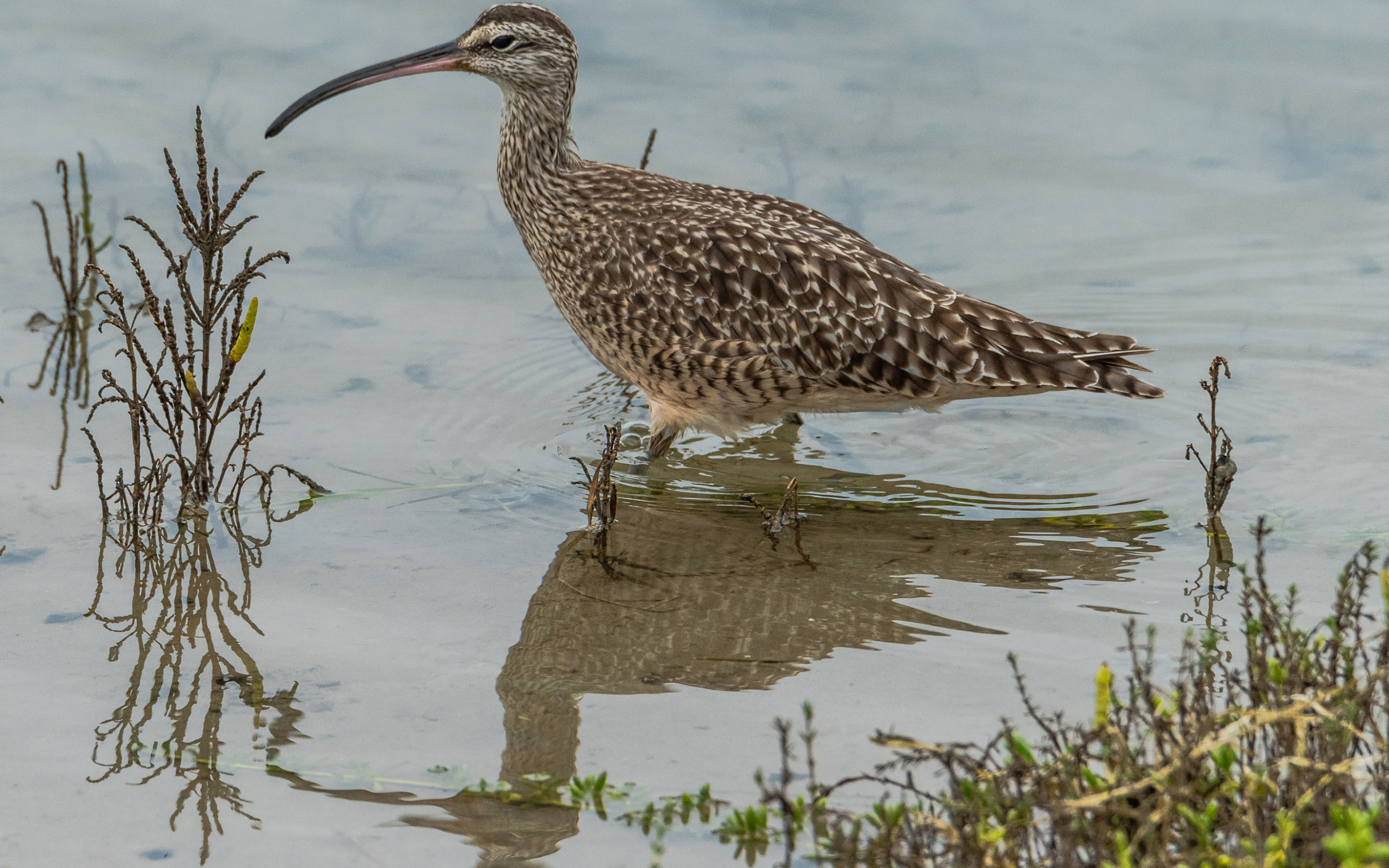 Длинноклювый кроншнеп в воде ловит рыбу
