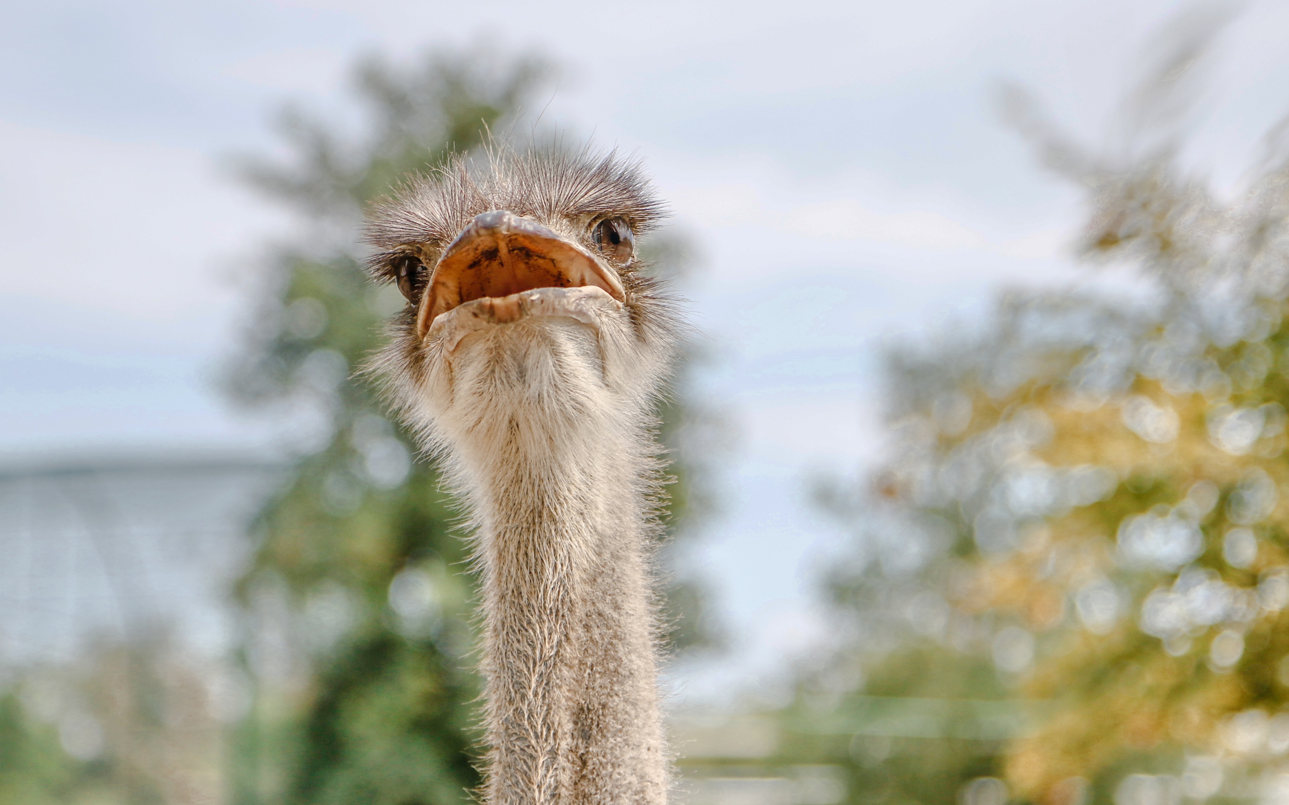 Голова страуса с открытым клювом 