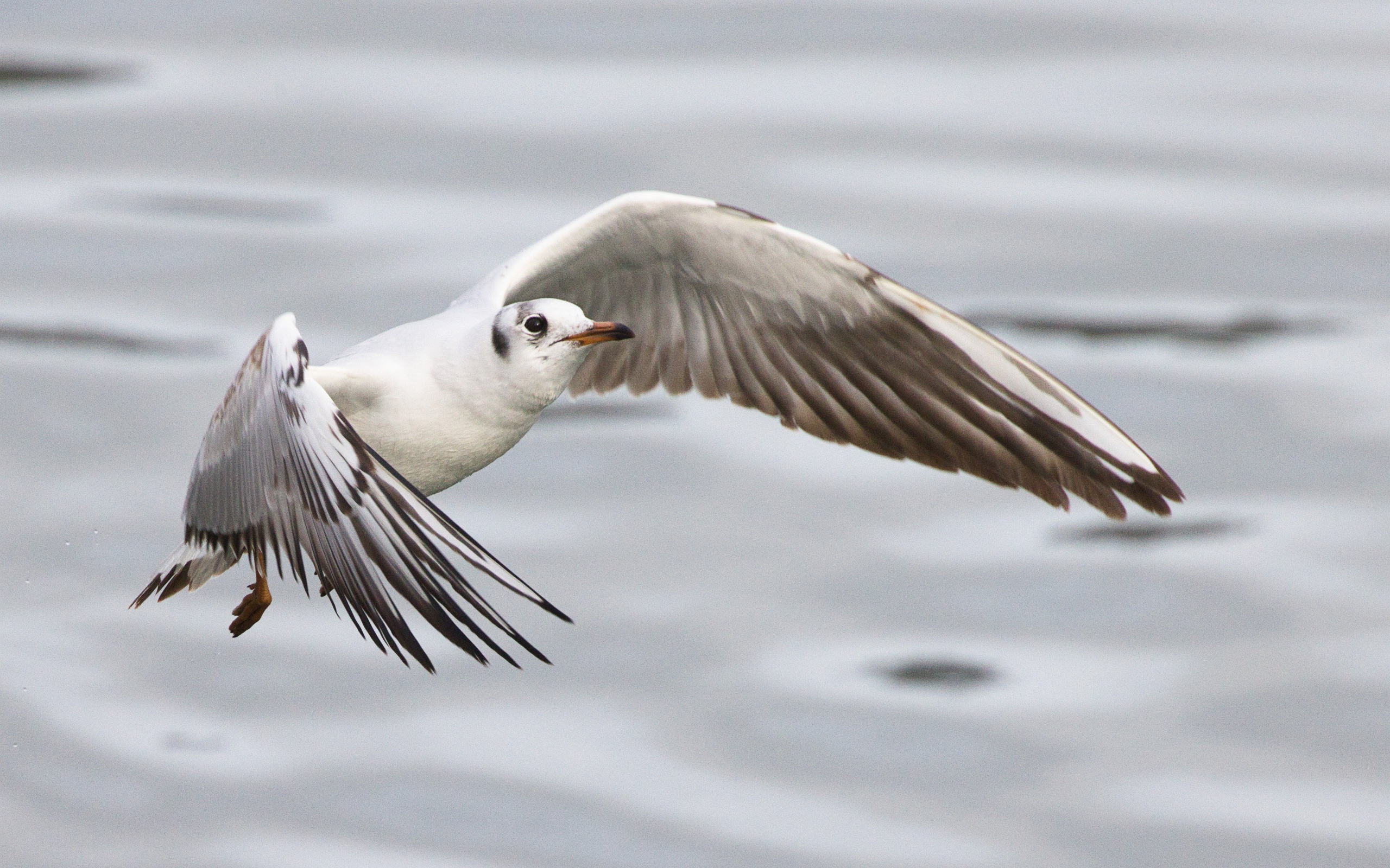Чайка пролетает над водой
