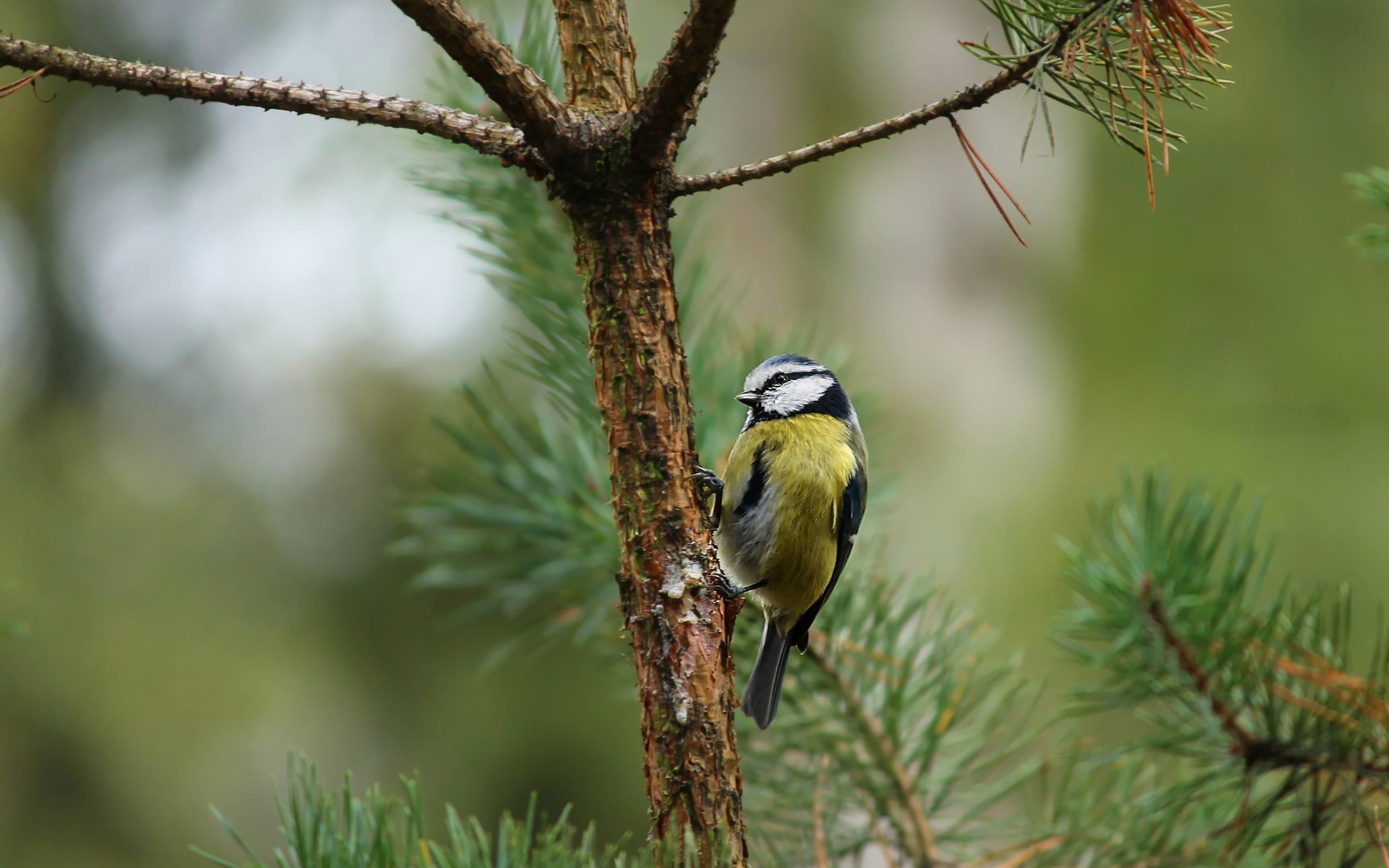 Синичка сидит на ветке сосны