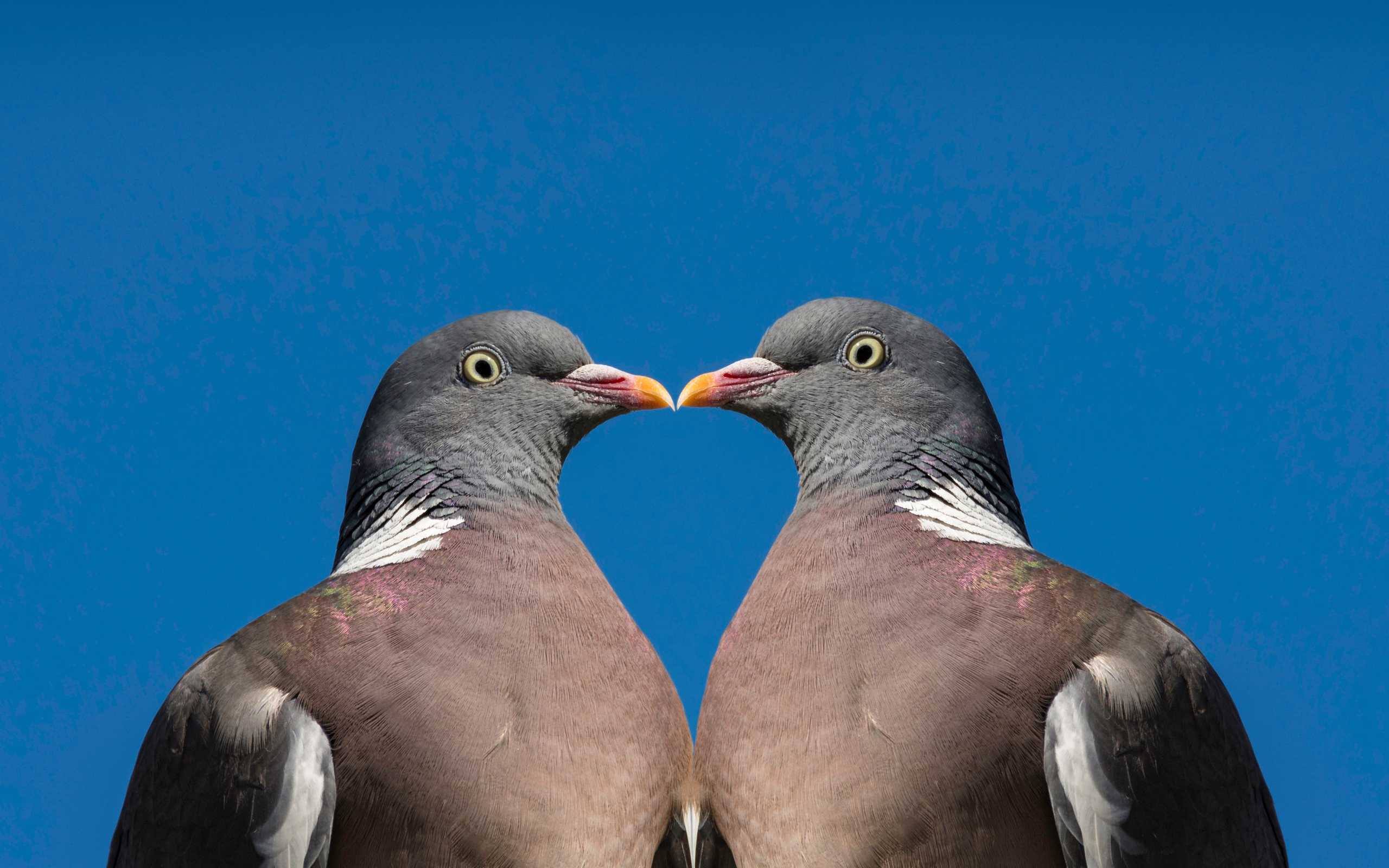 Два серых голубя на голубом фоне