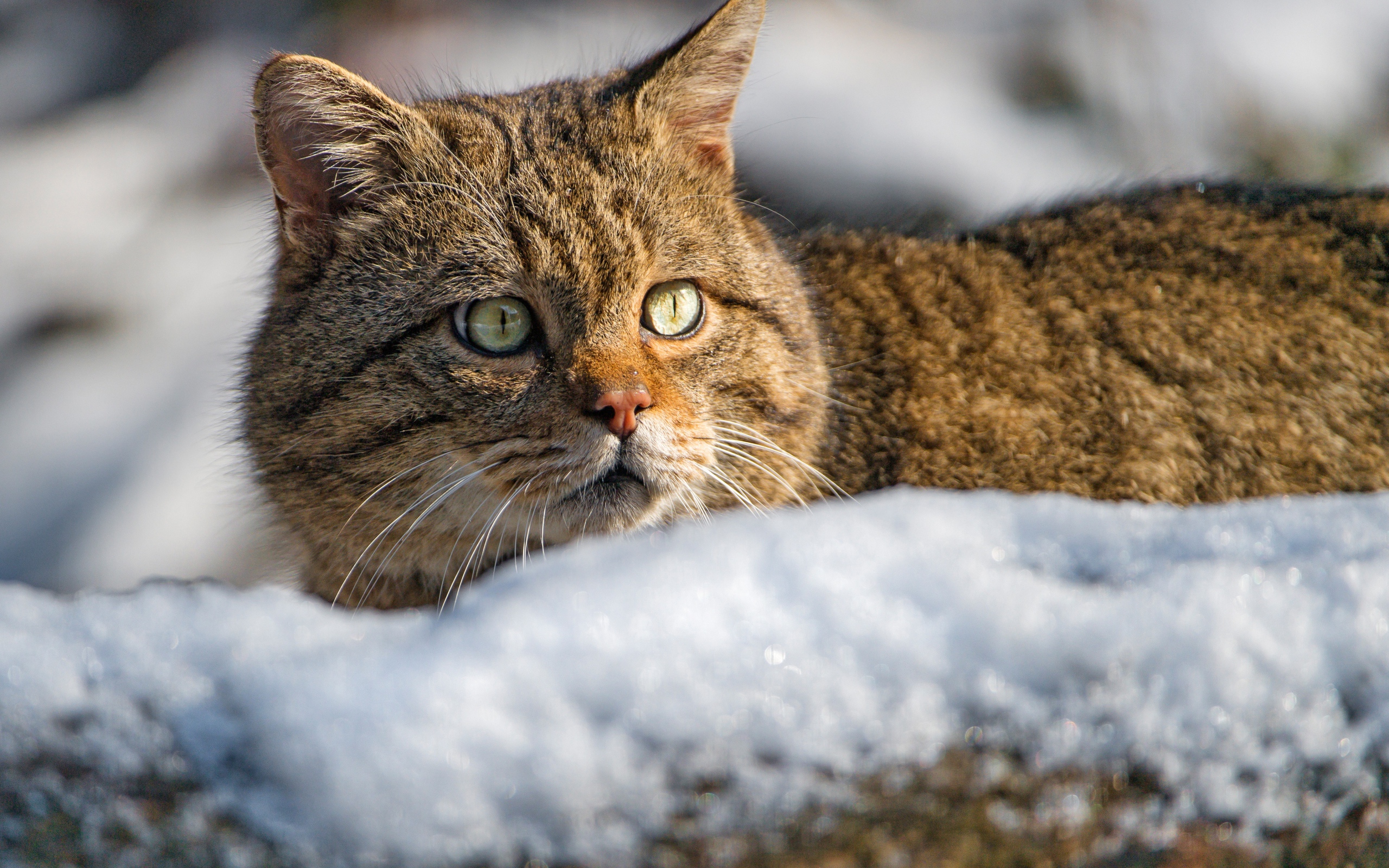 Испуганный кот лежит на снегу