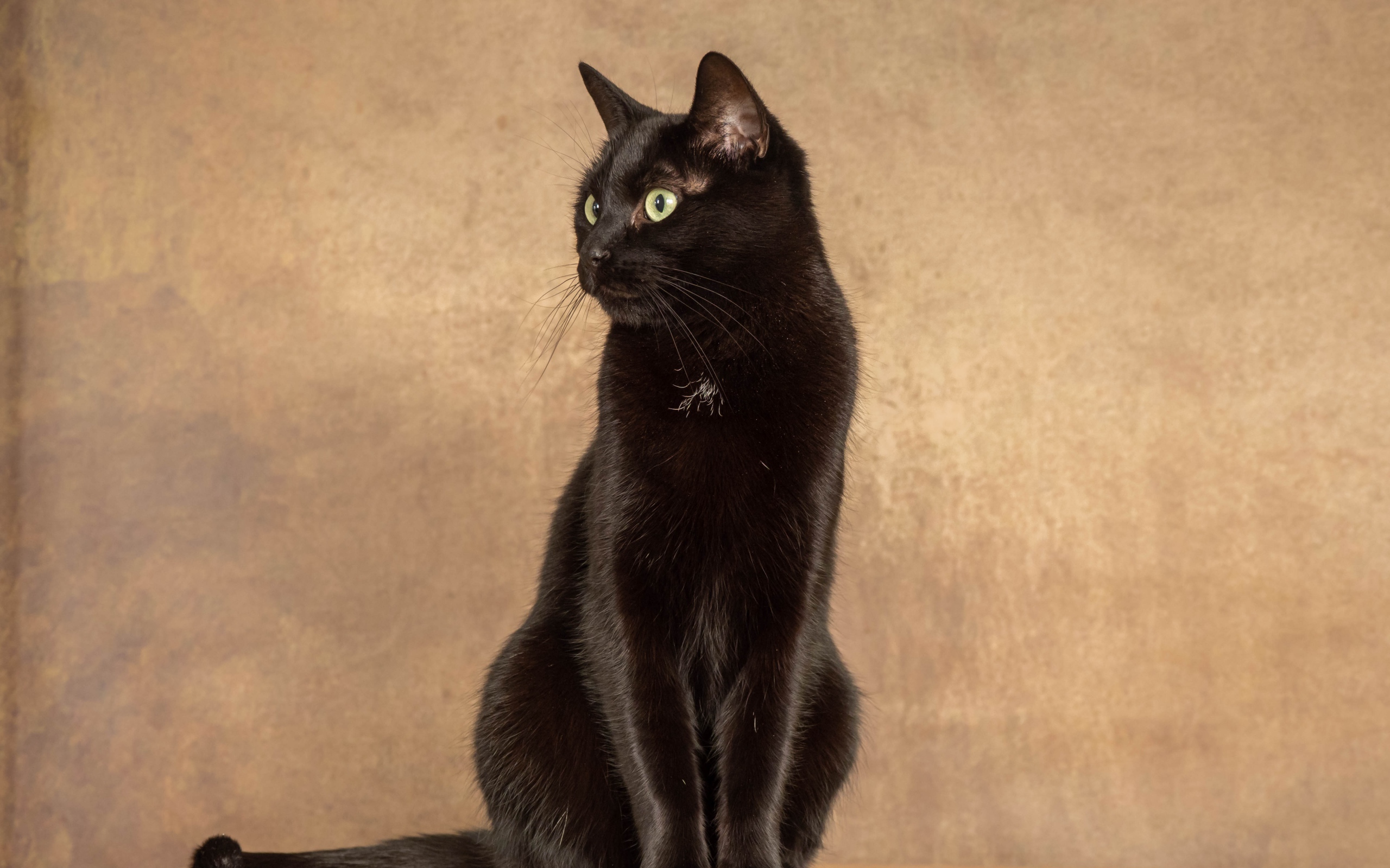 Красивый черный кот на фоне коричневой стены 