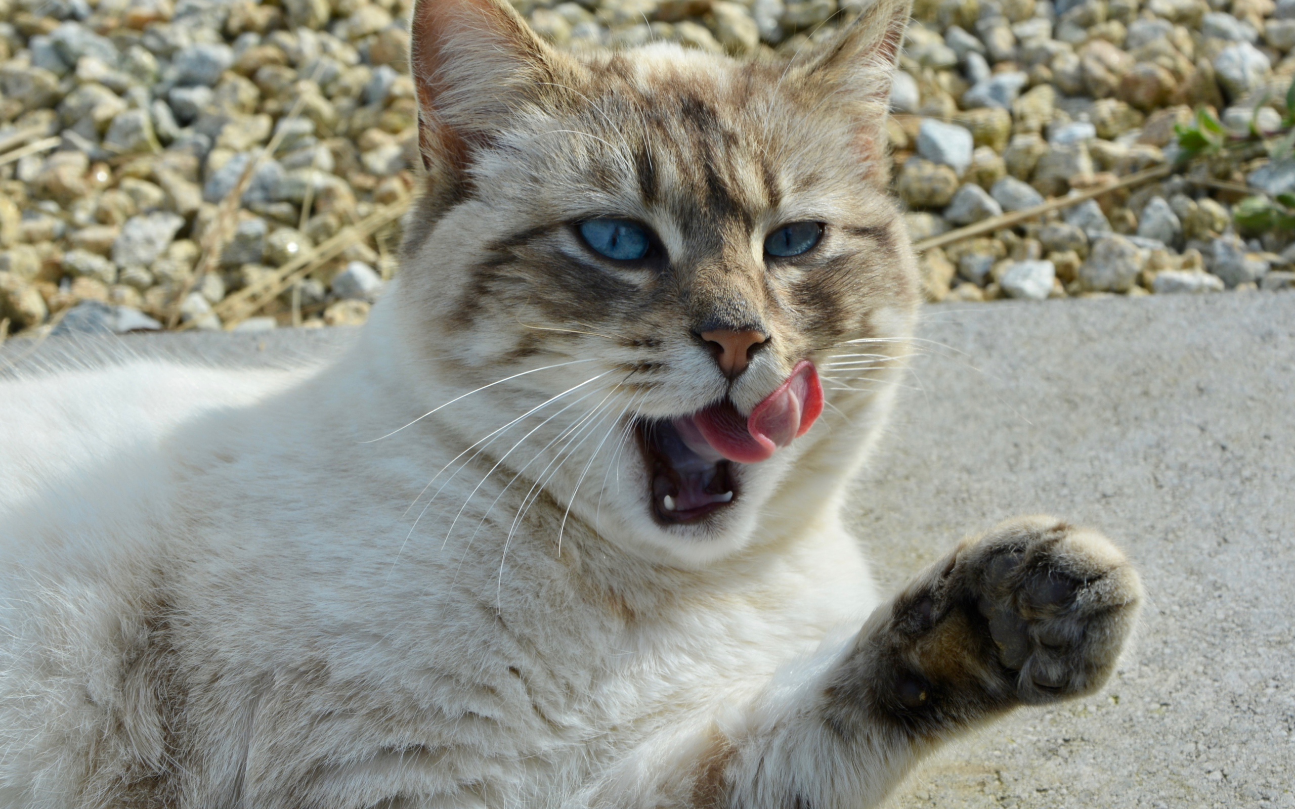 Красивая голубоглазая кошка облизывается 