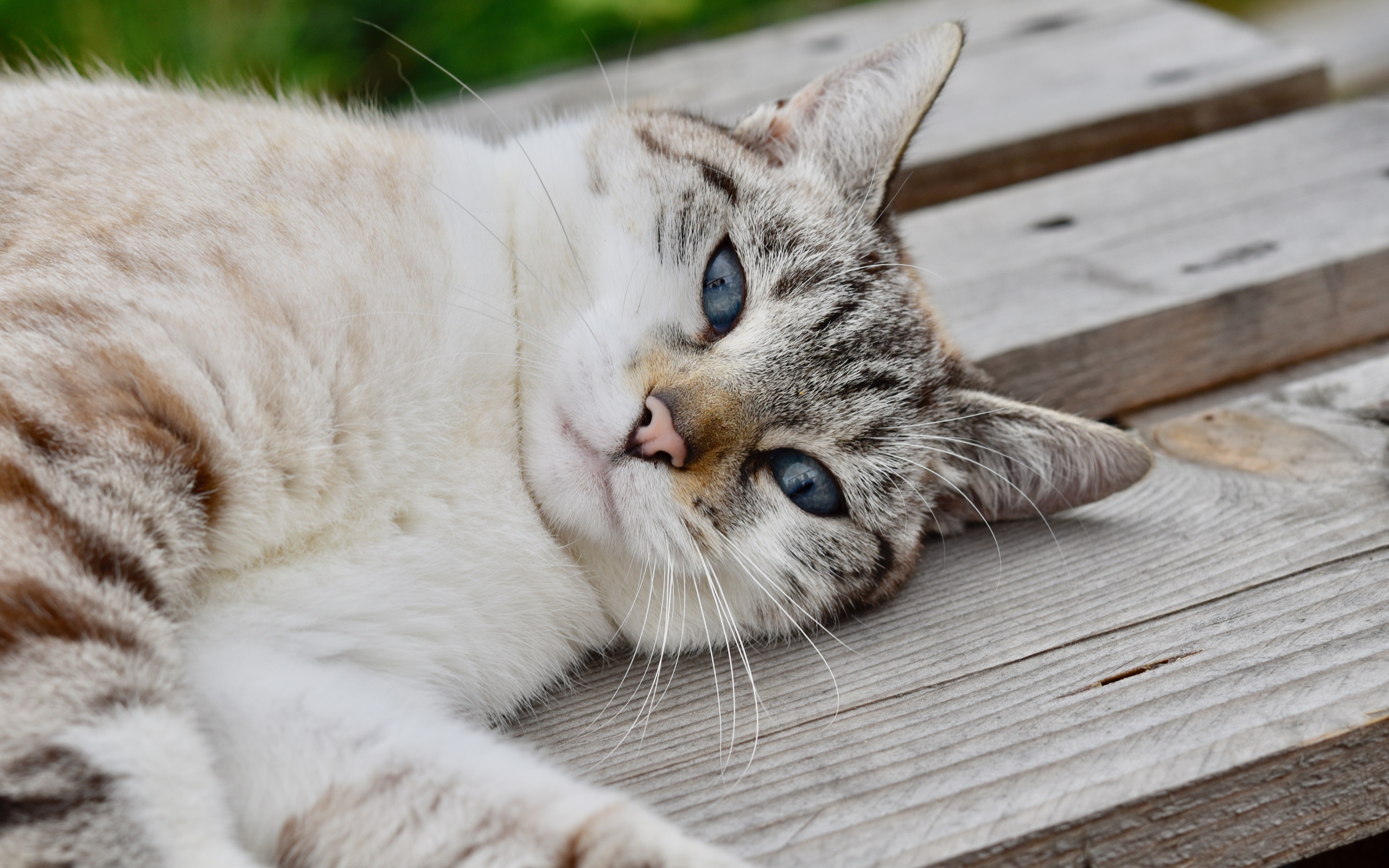 Красивая голубоглазая породистая кошка лежит на лавке 