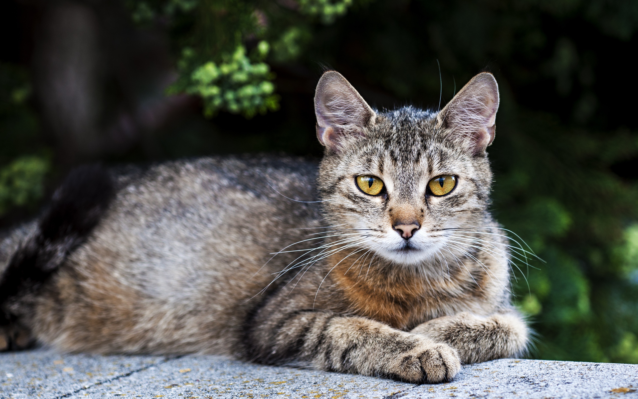 Большой серый кот с желтыми глазами лежит на камне