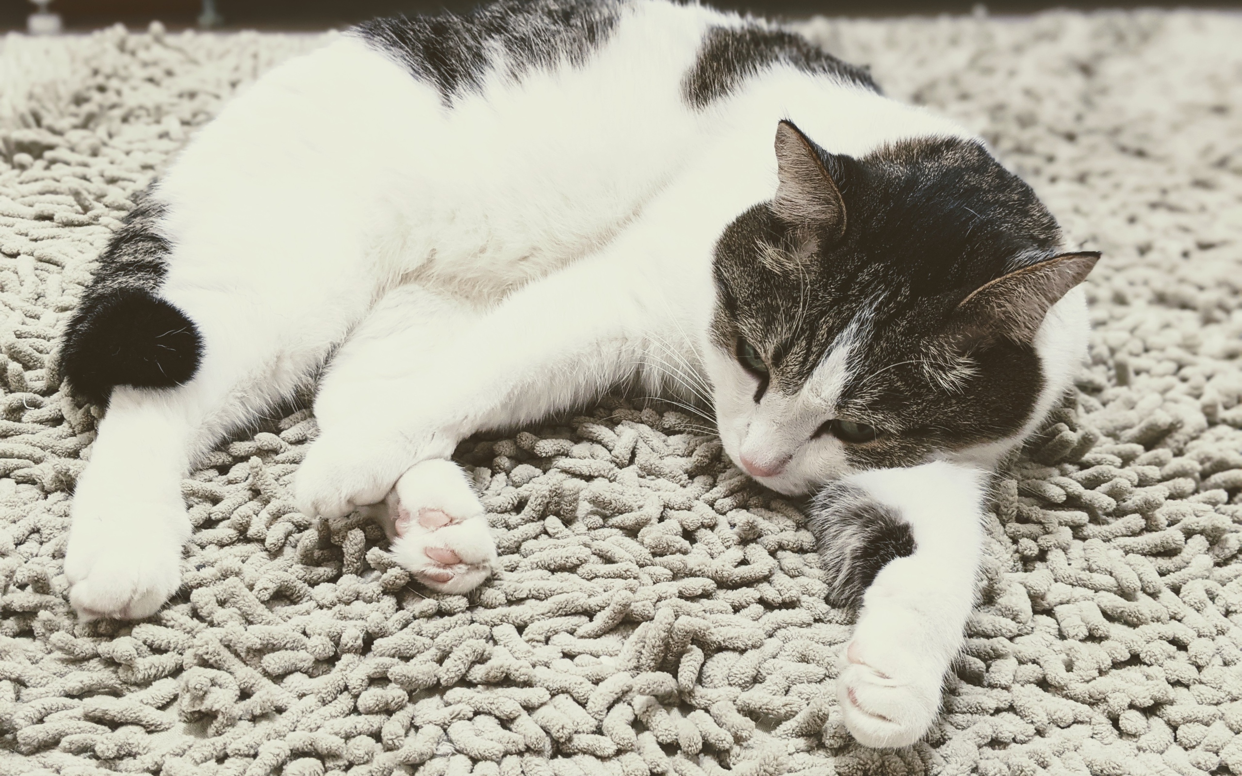 Домашняя кошка лежит на покрывале