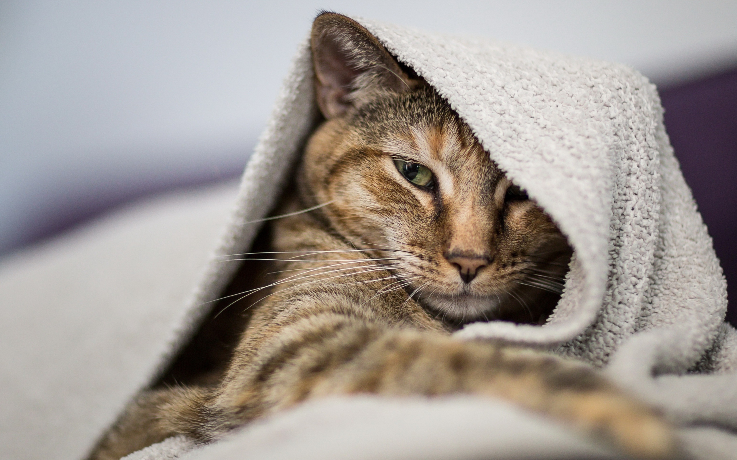 Gray cat lies under the blanket