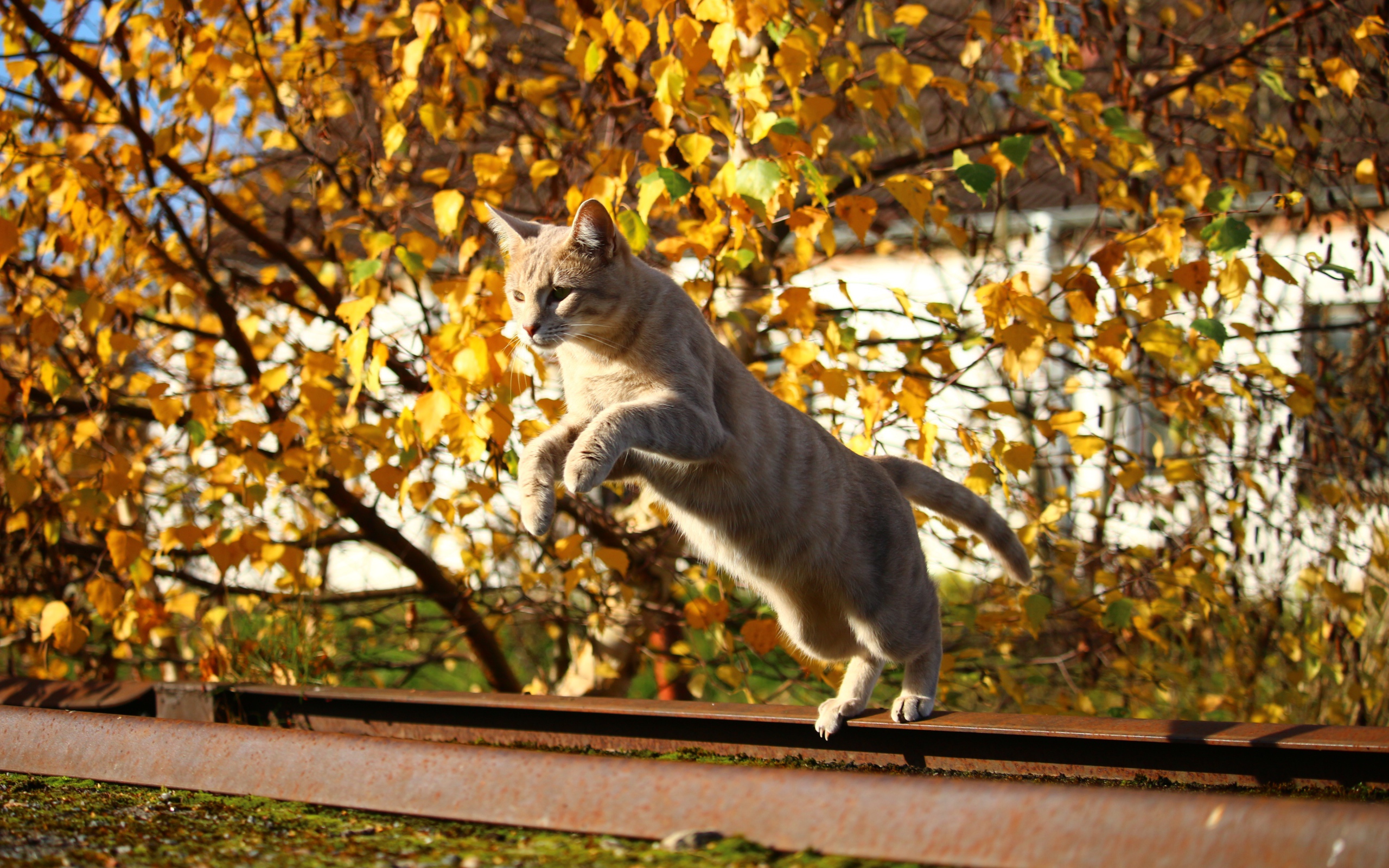 Прыжок рыжего кота на улице осенью 