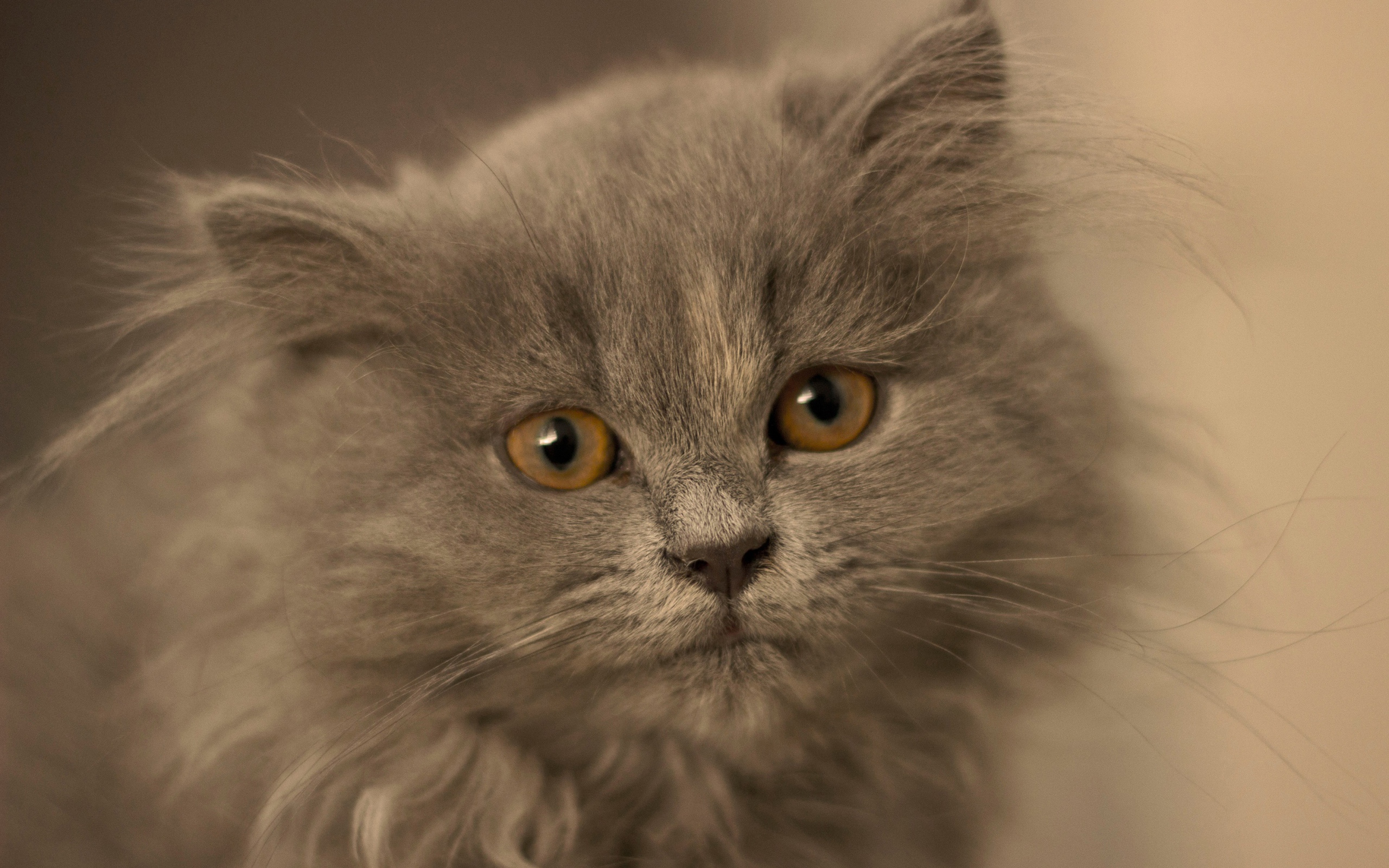 Маленький пушистый пепельный котенок крупным планом