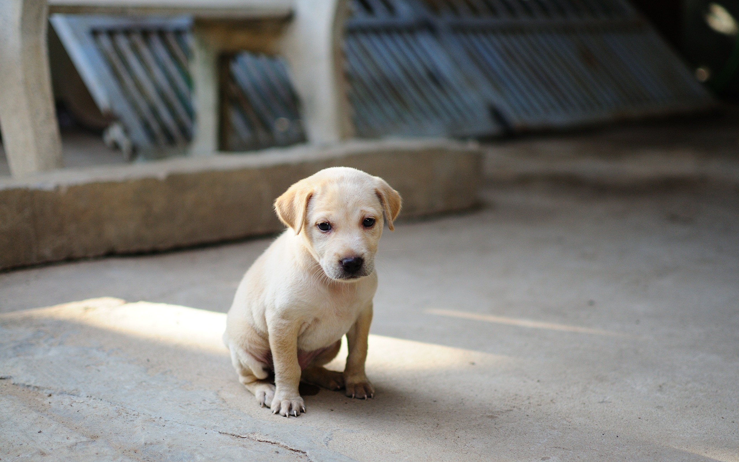 Маленький грустный щенок золотистого ретривера на земле