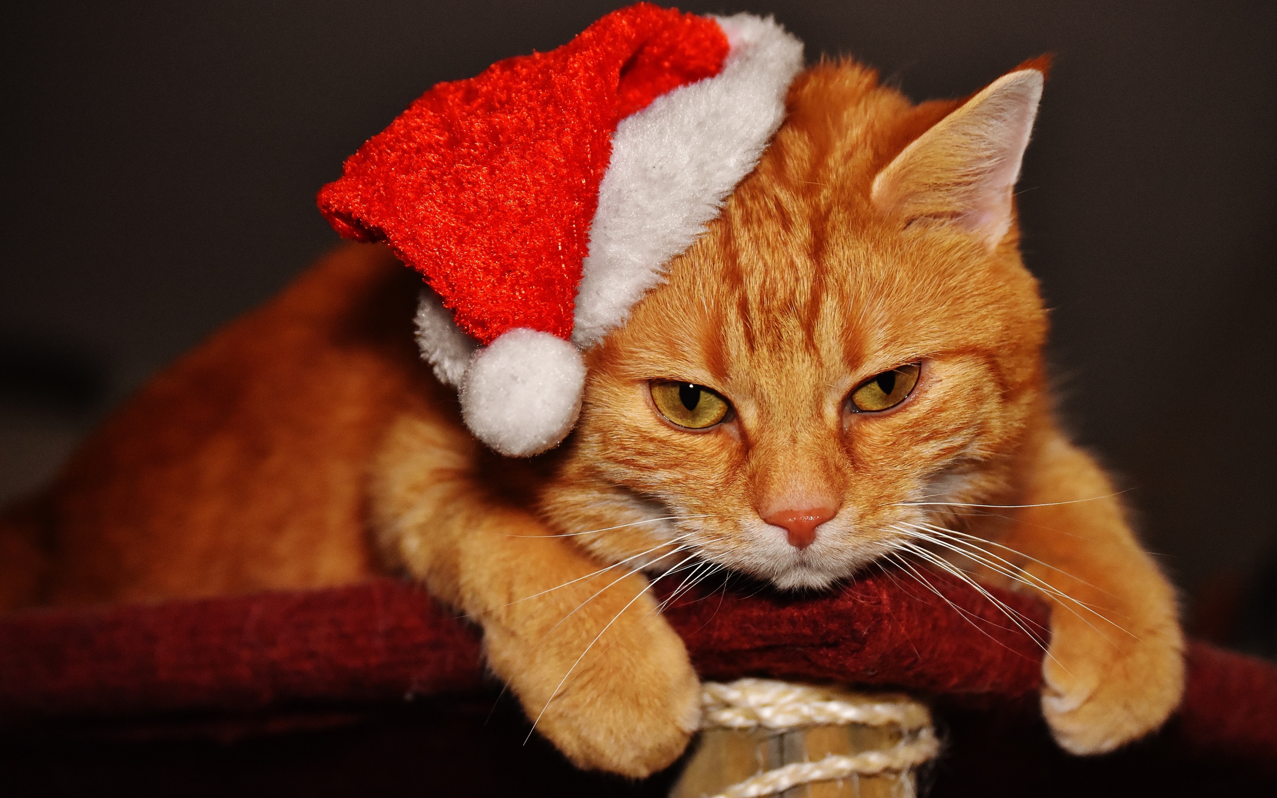 Грустный рыжий кот в новогодней шапке
