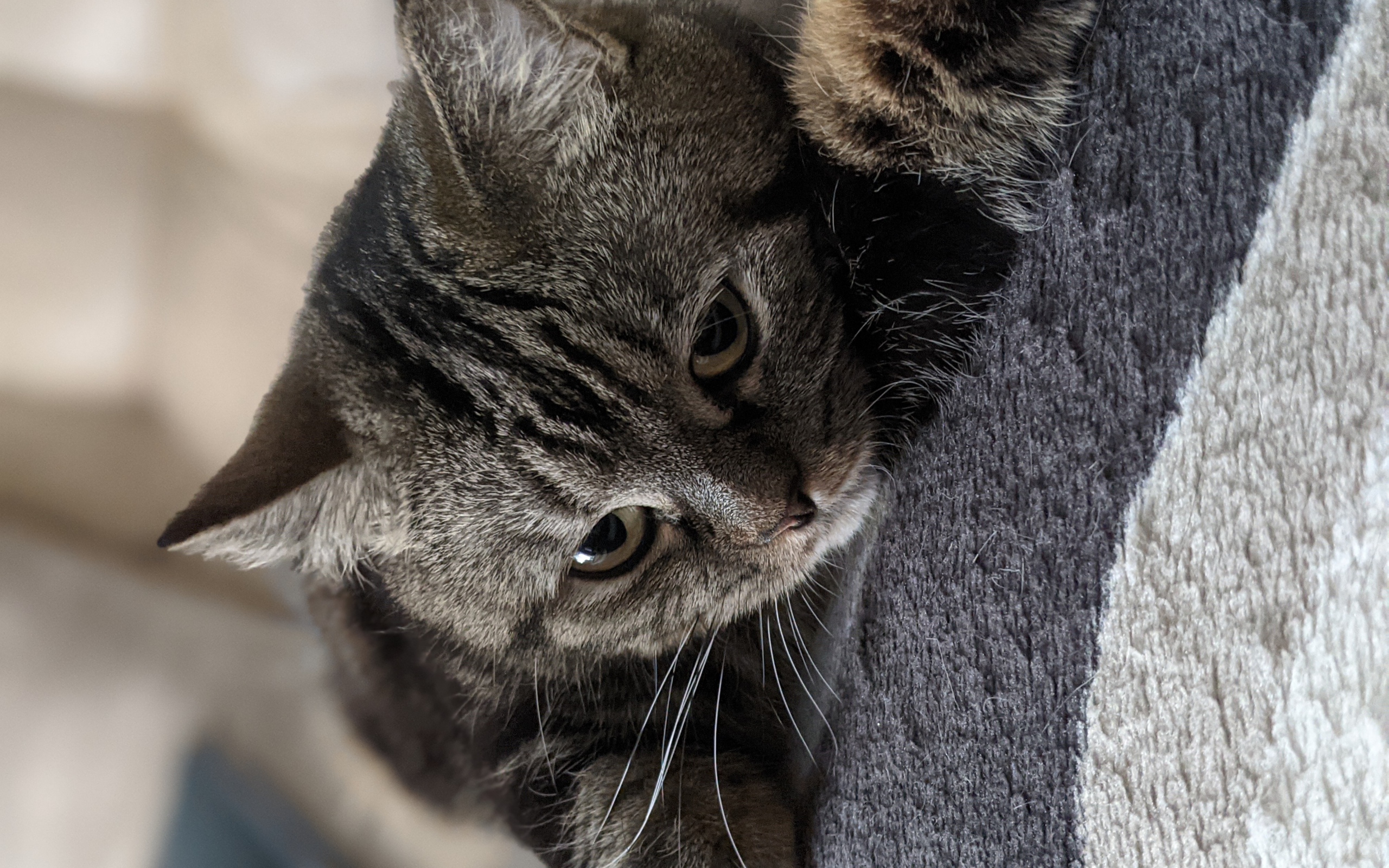 Полосатый серый кот лежит на покрывале