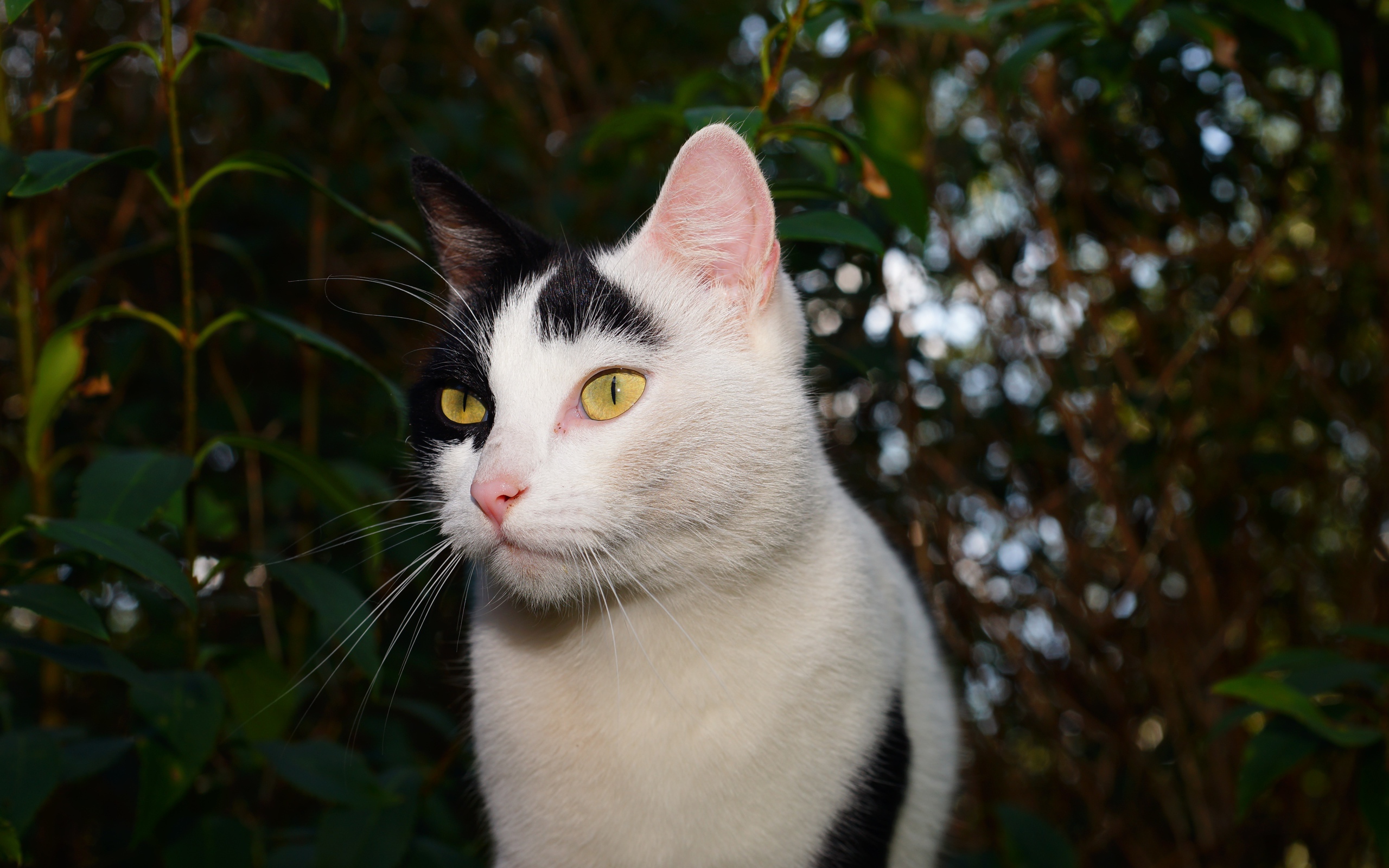 Белый с черными пятнами кот в саду