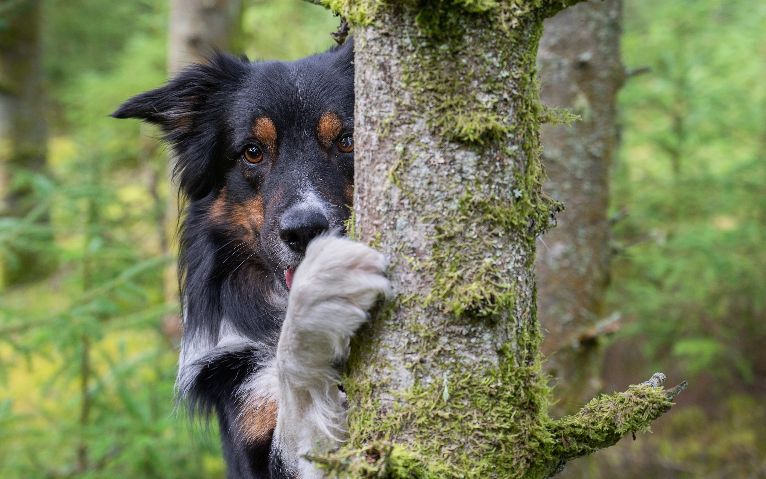 Собака породы  Бордер-Колли стоит у покрытого мхом дерева