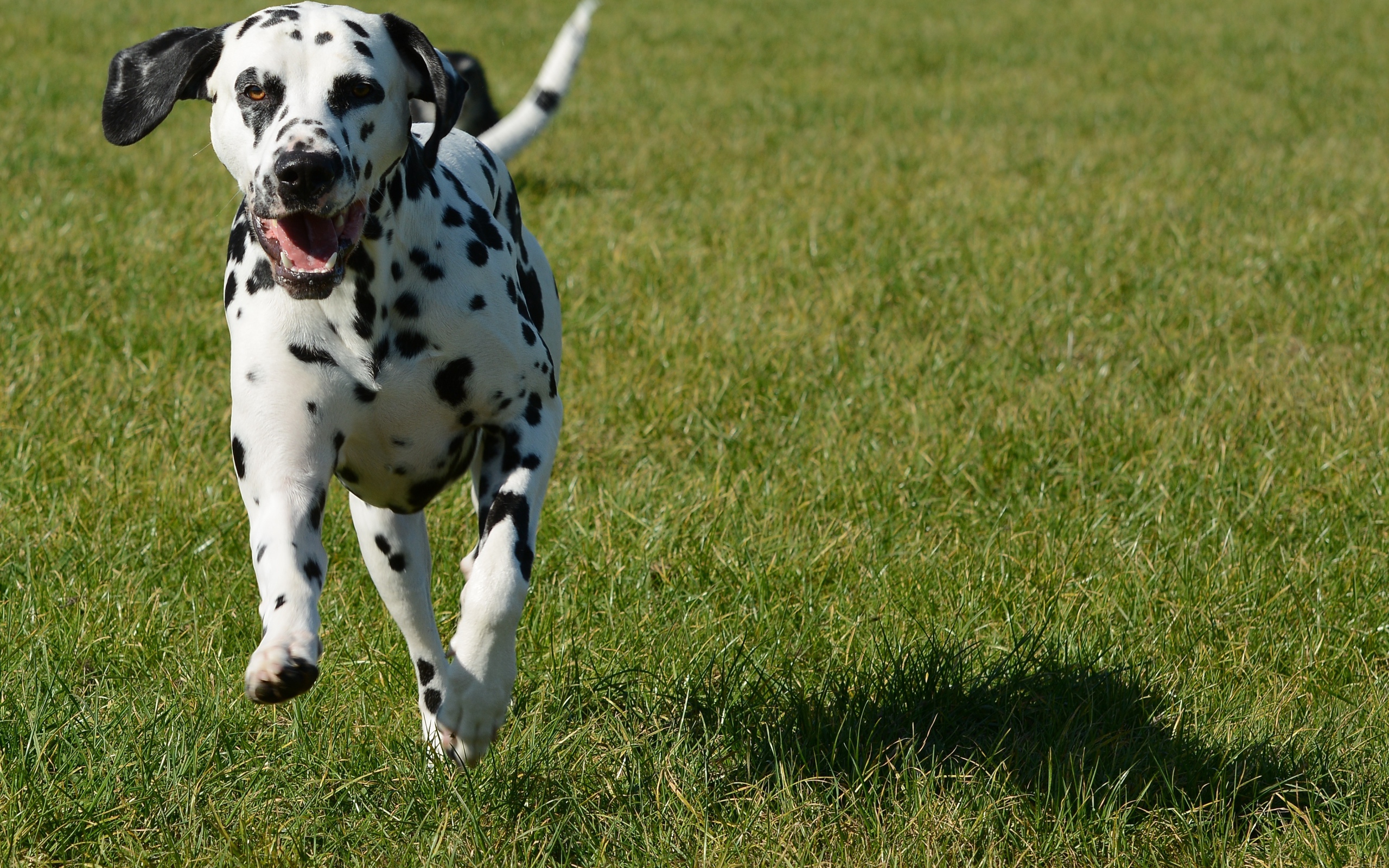Довольный пятнистый далматин бежит по траве 