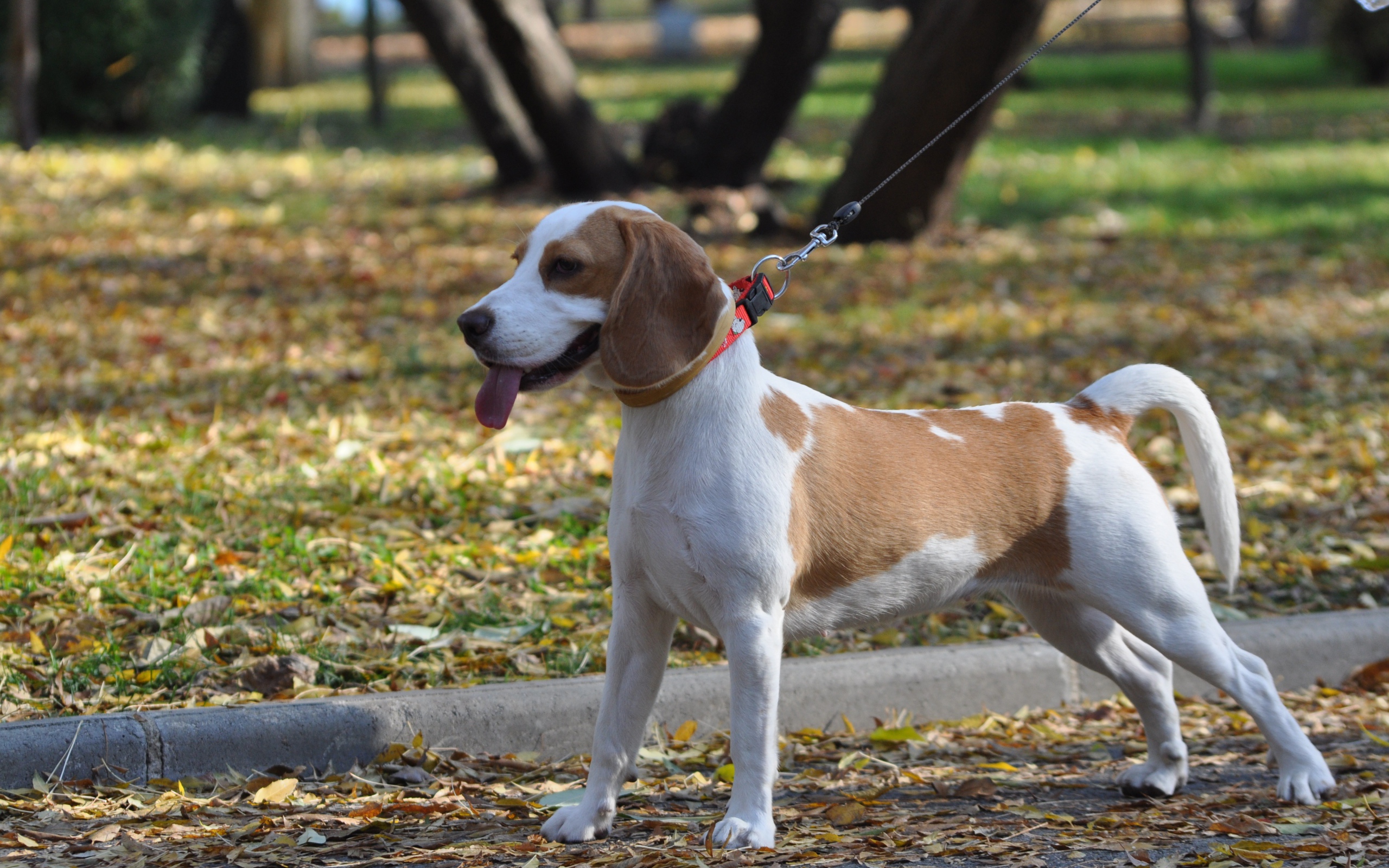 Красивый пес  породы бигль в парке 