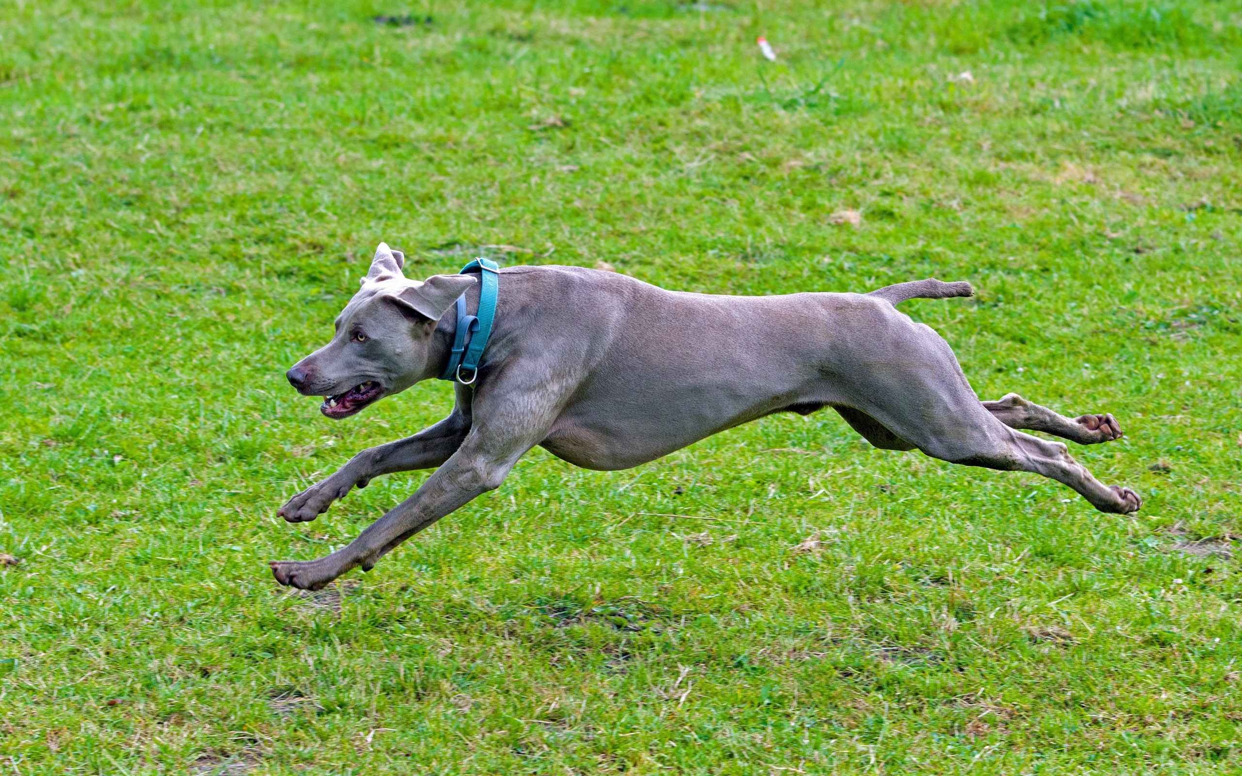 Большой серый Веймаранер бежит по зеленой траве 