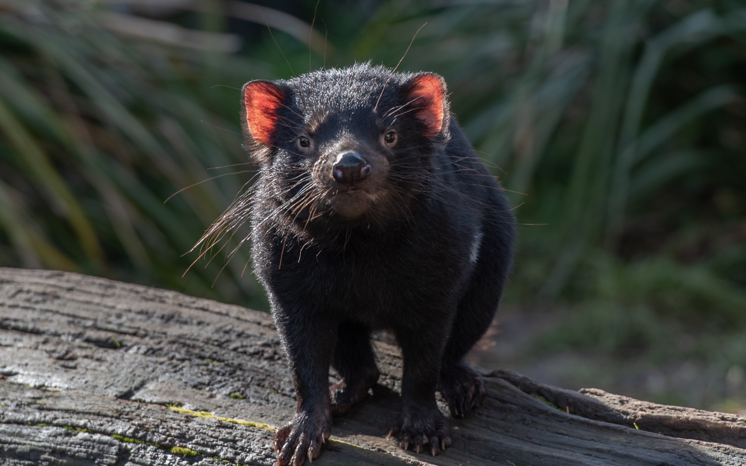 Черный тасманийский дьявол стоит на дереве 