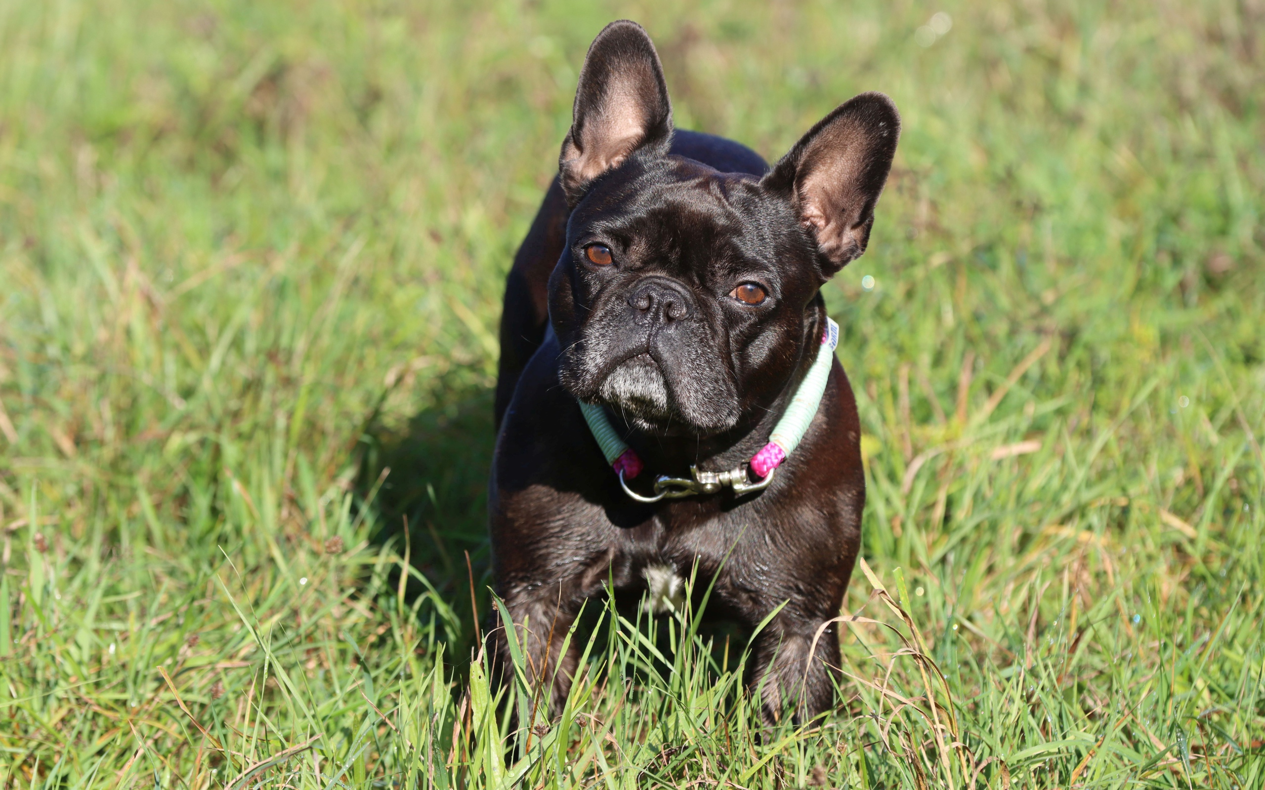 Черный французский бульдог на зеленой траве