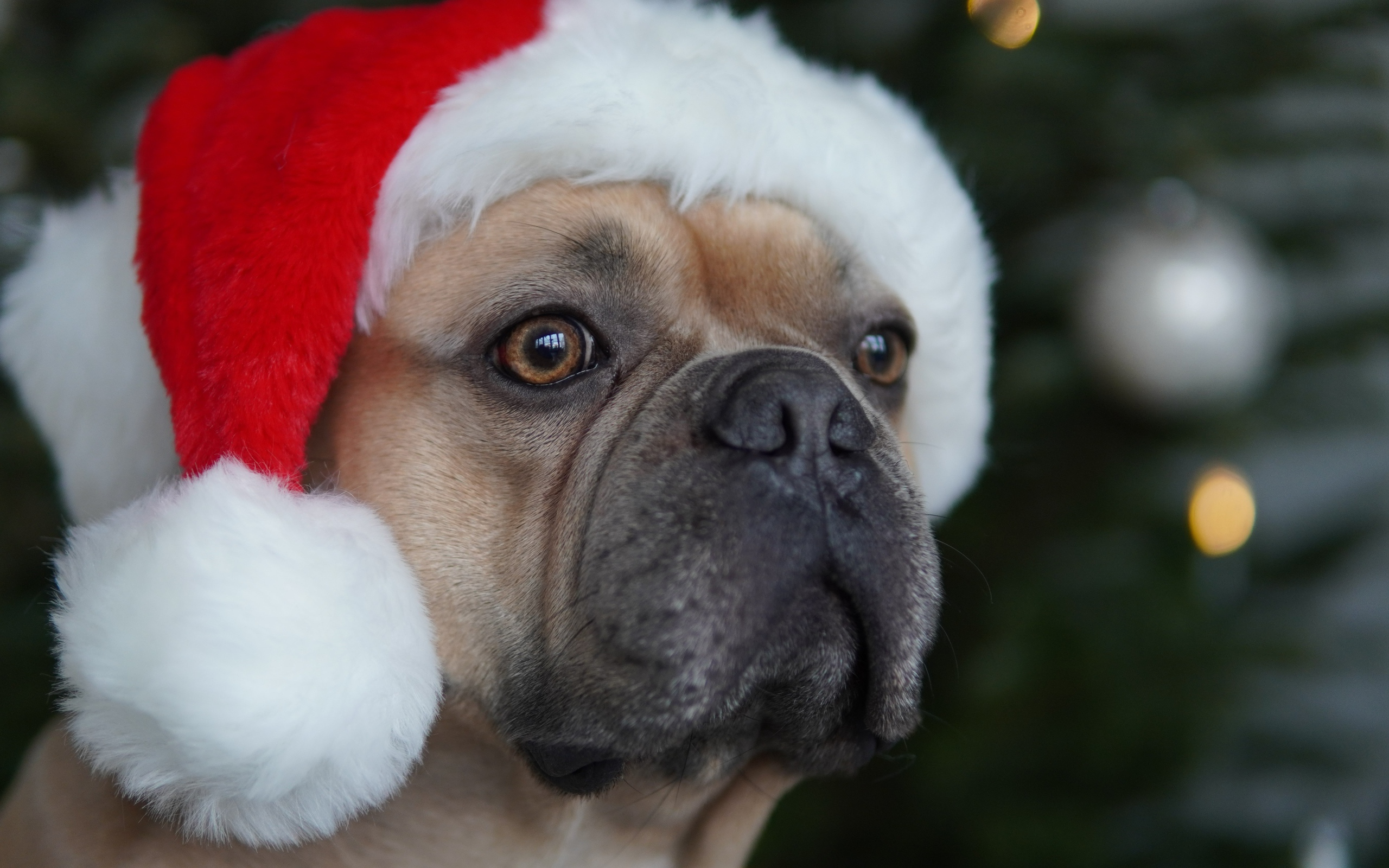 Французский бульдог в красной шапке Санта Клауса 