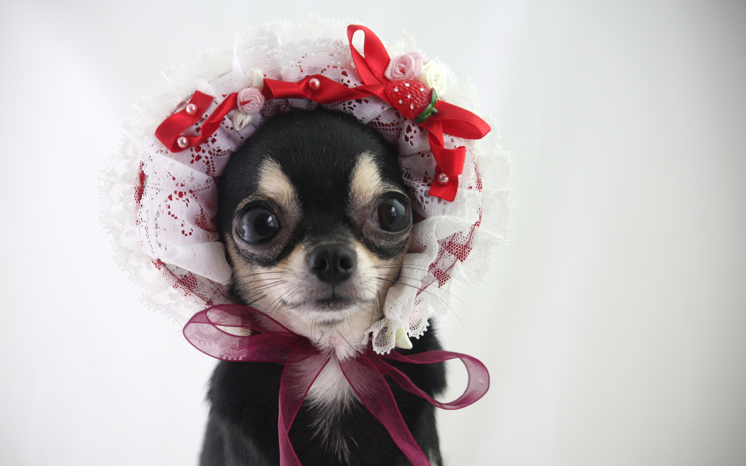 Смешная собака породы чихуахуа в шапке 