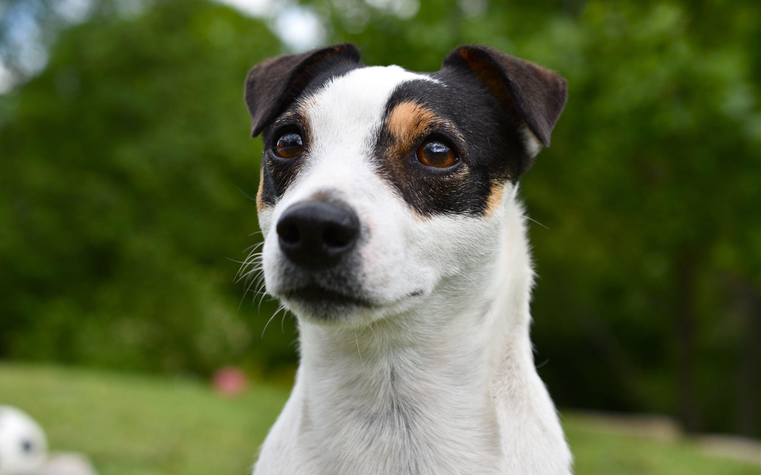 Смешной джек рассел животных терьер