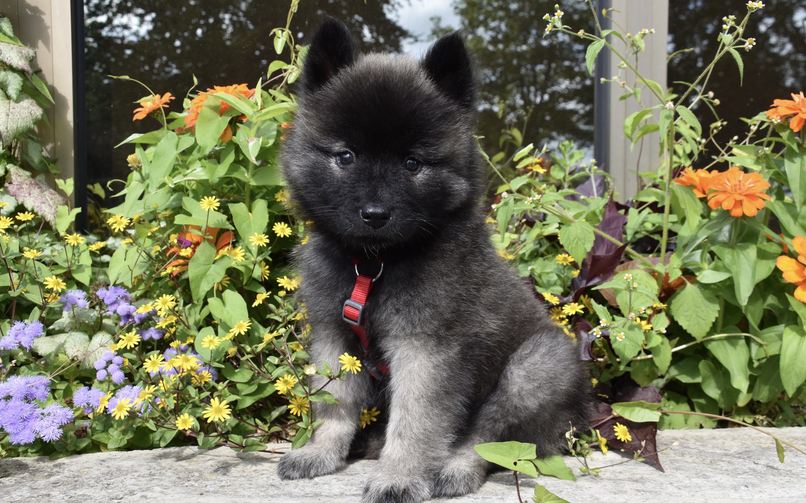 Маленький щенок Евразиер сидит у цветов